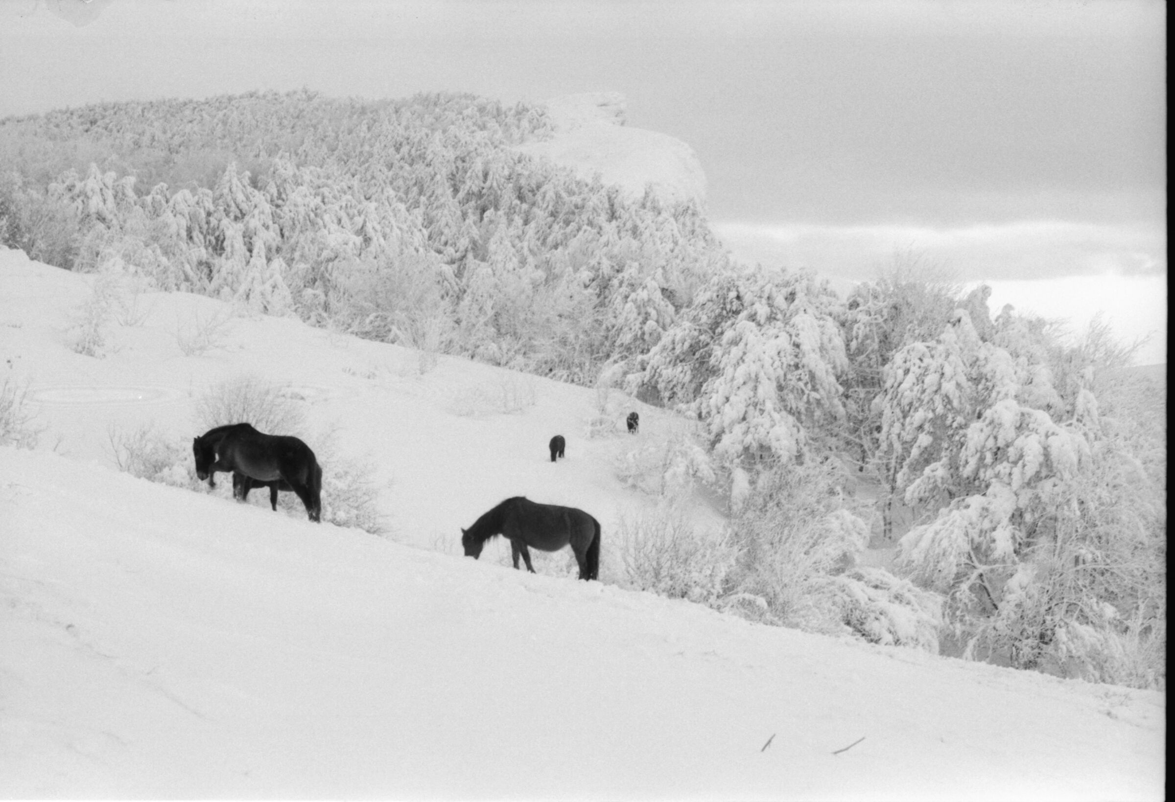 cavalli selvaggi della Crimea