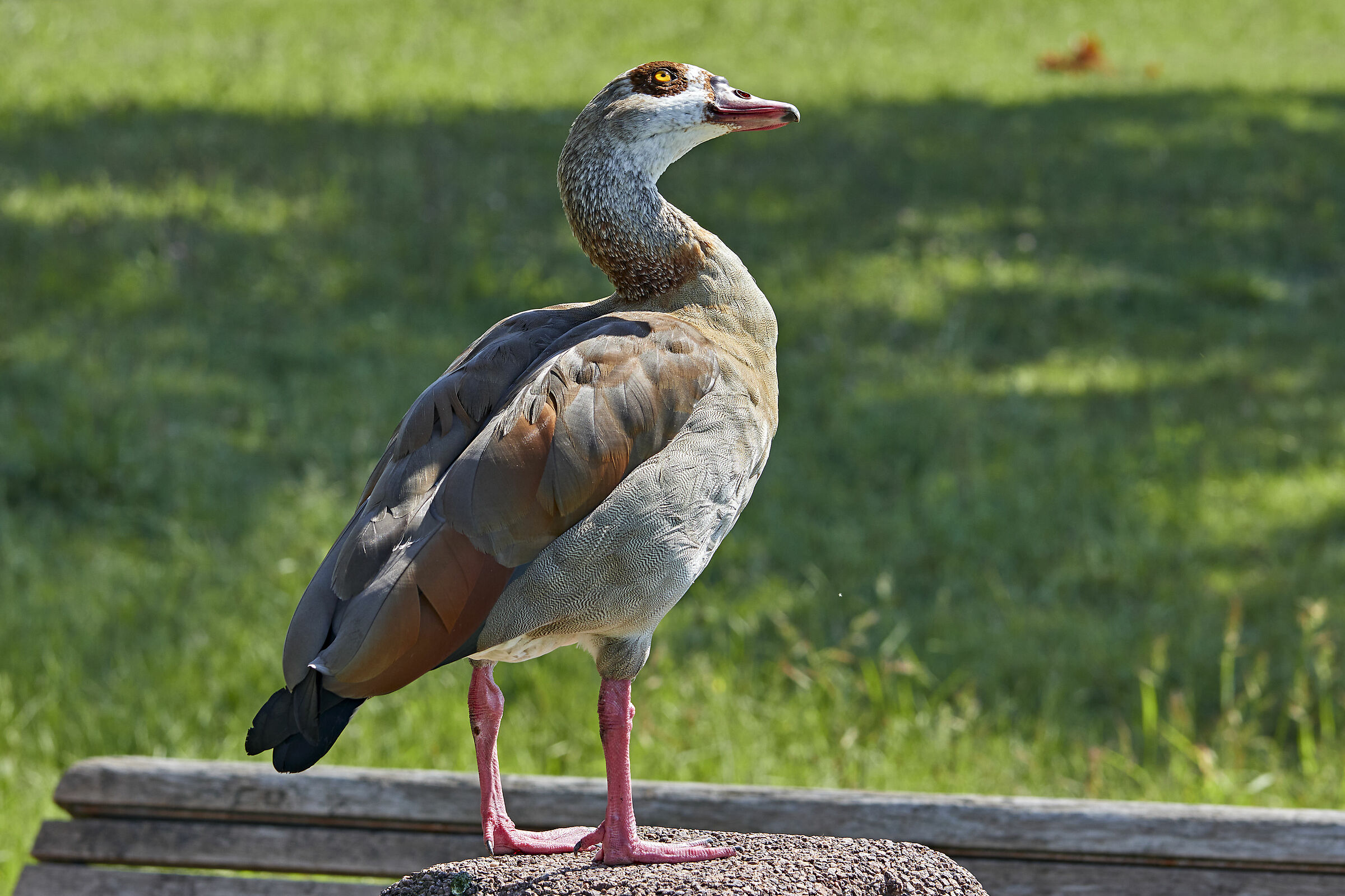 Egyptian goose