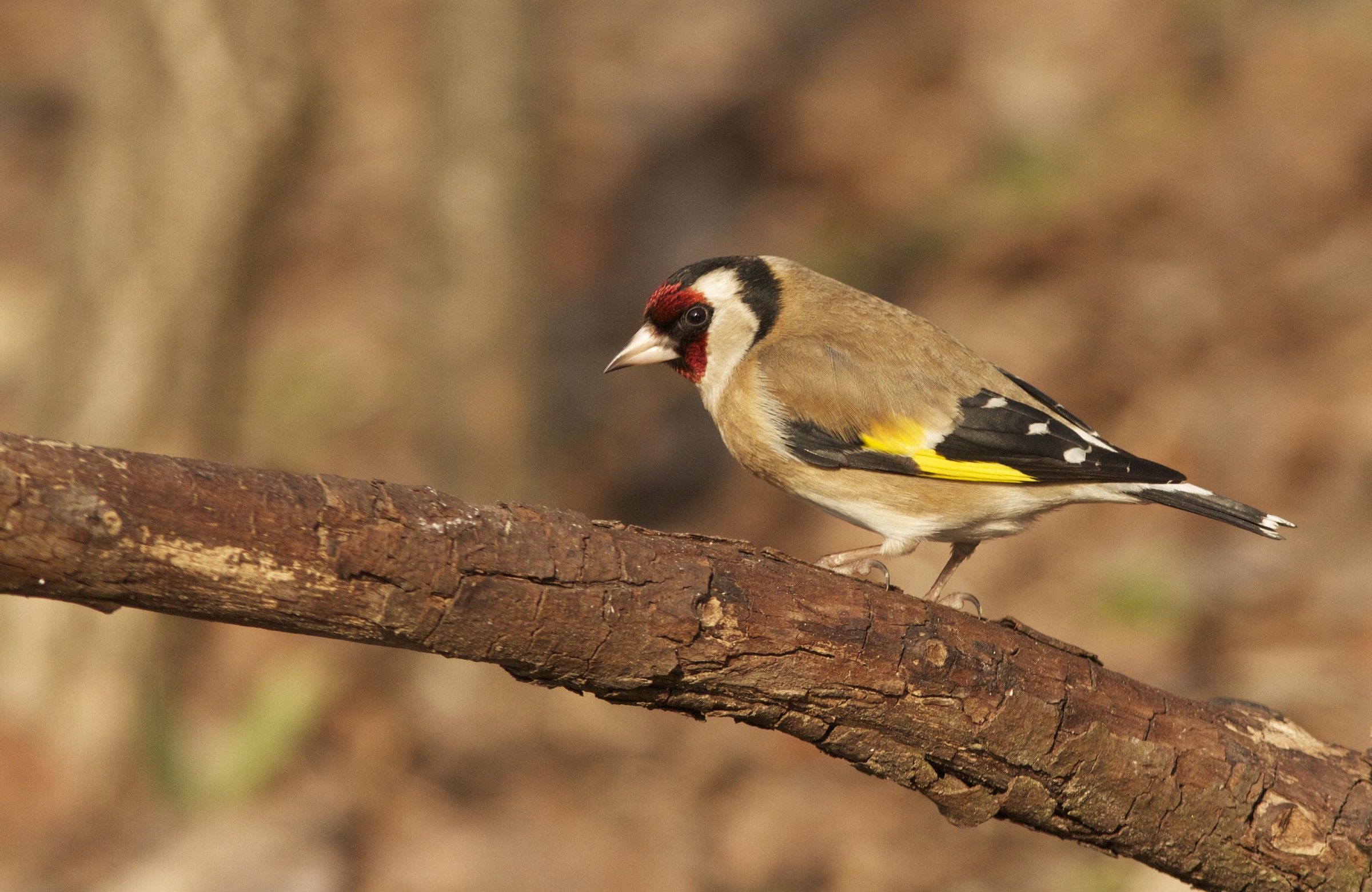 goldfinch
