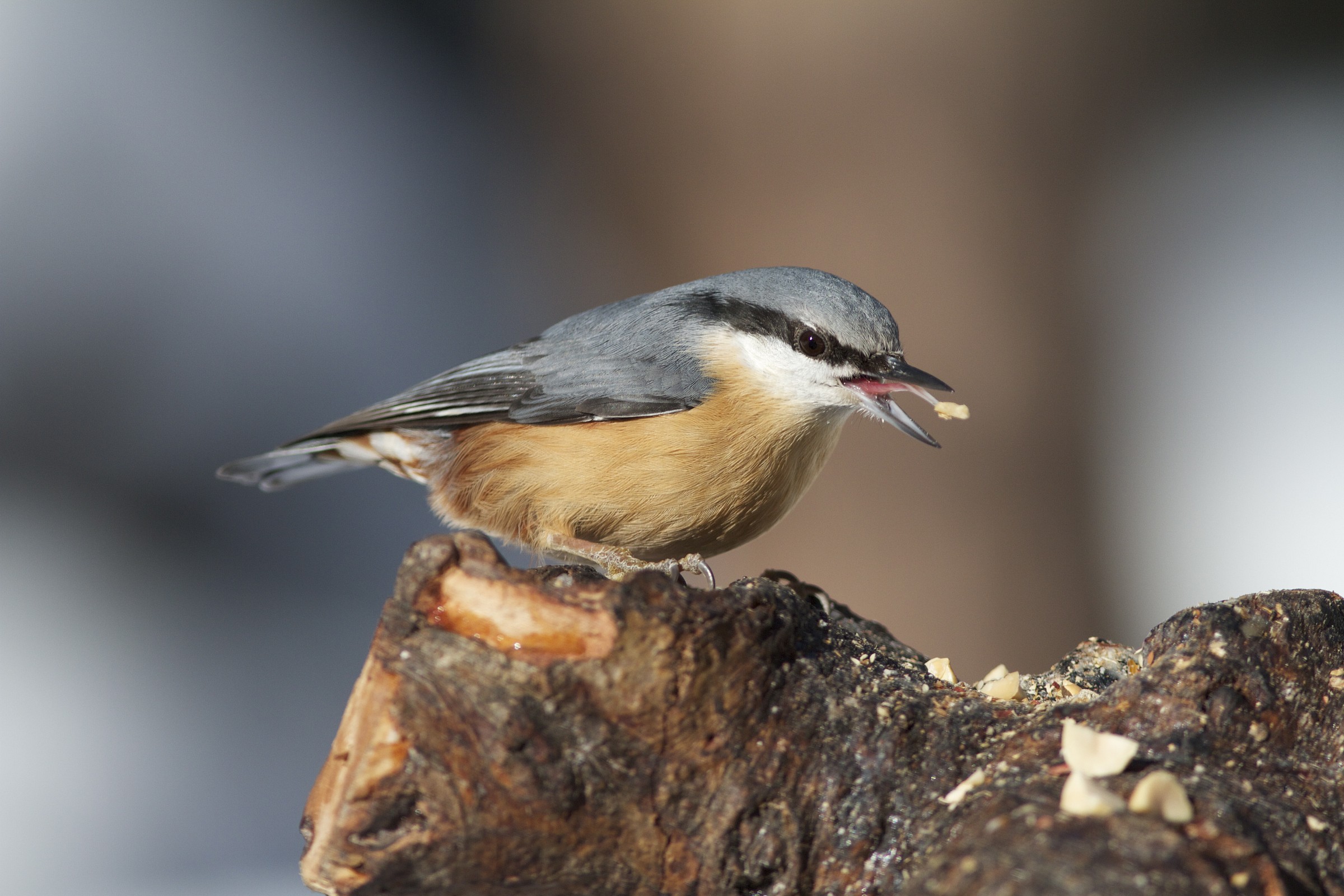 nuthatch