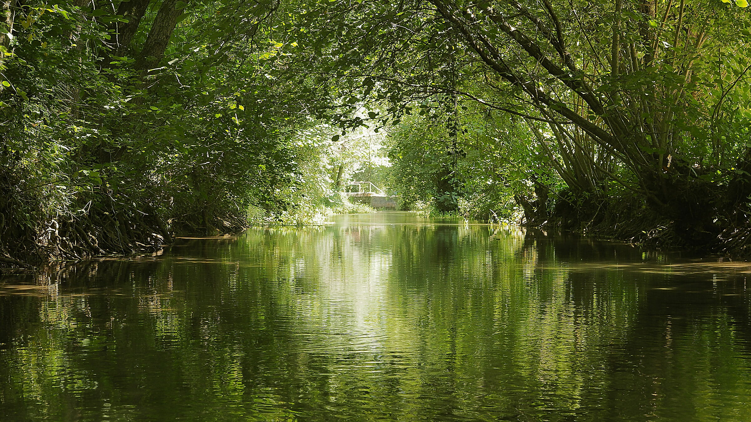 Water, willows and alders