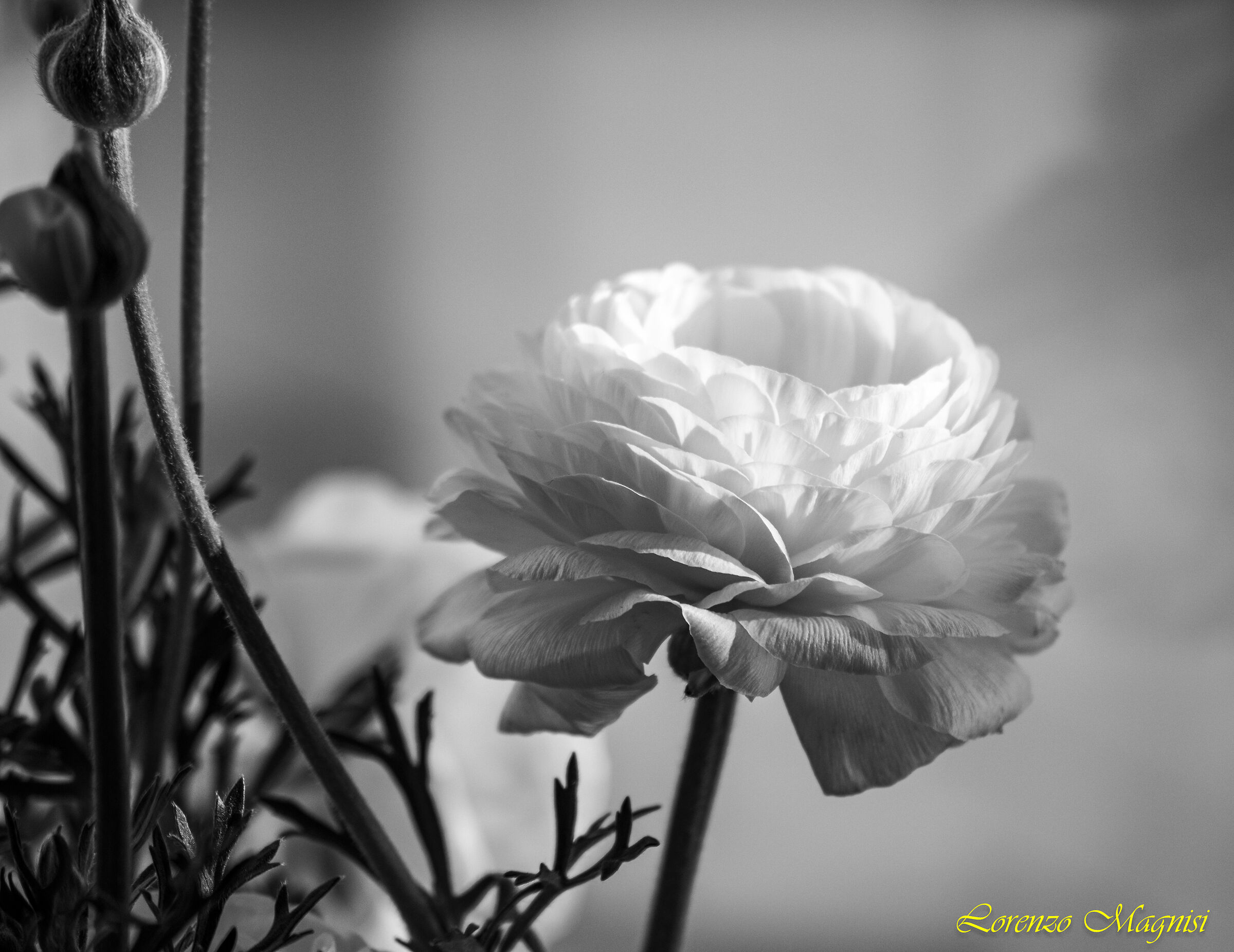 Un fiore come la seta!