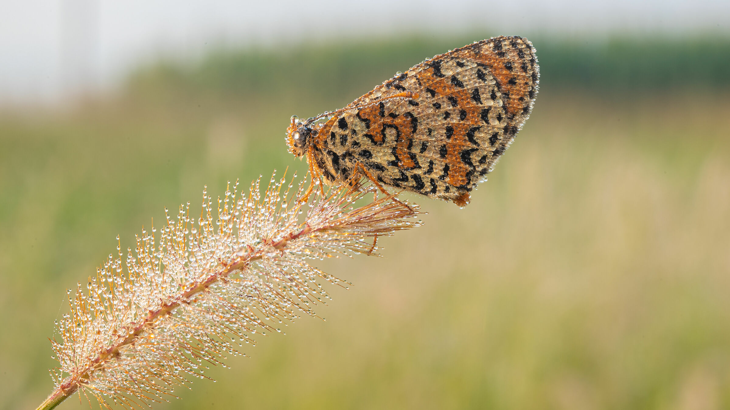 oggi semicontroluce con ausilio del pannello