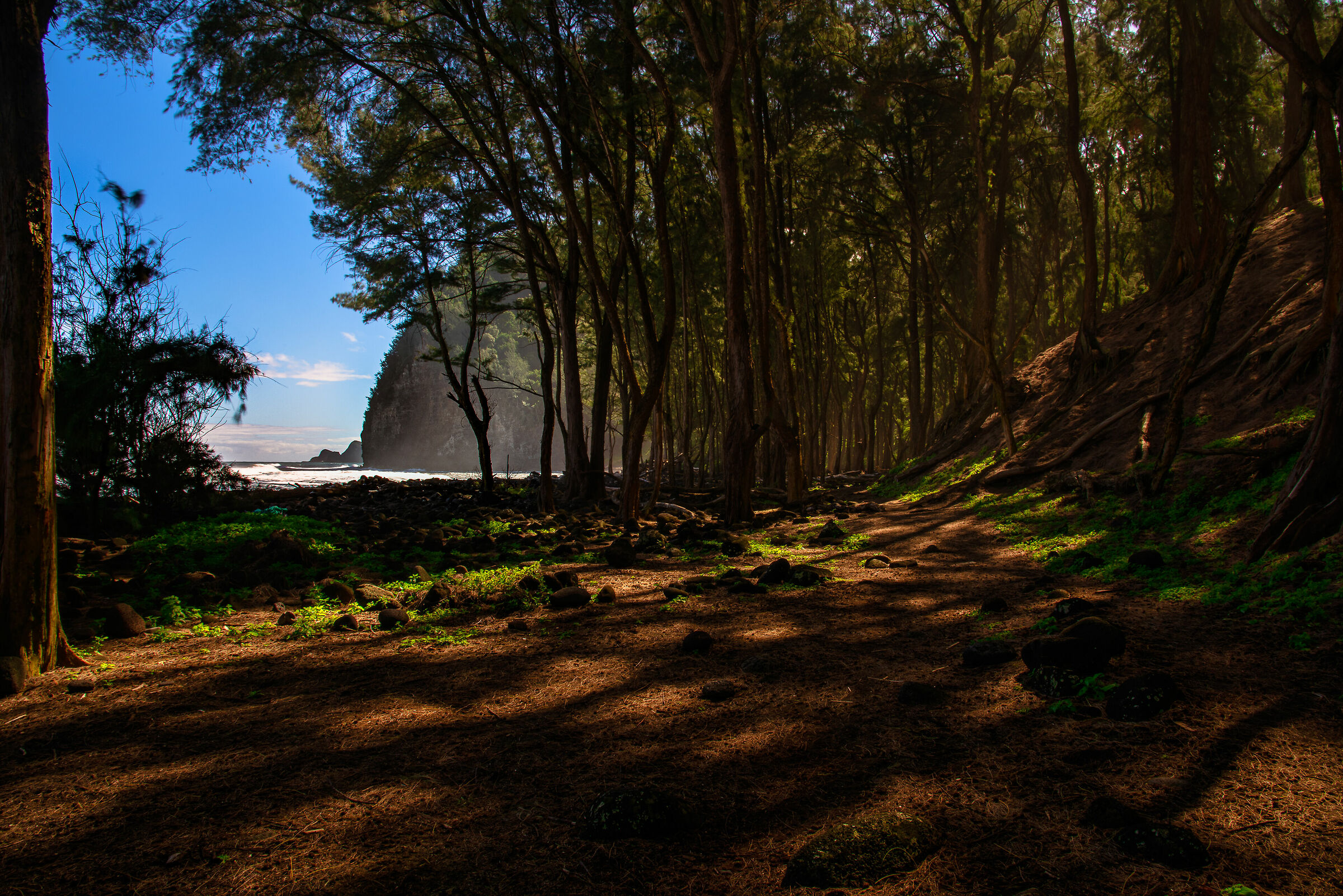 Pololu Valley Undergrowth
