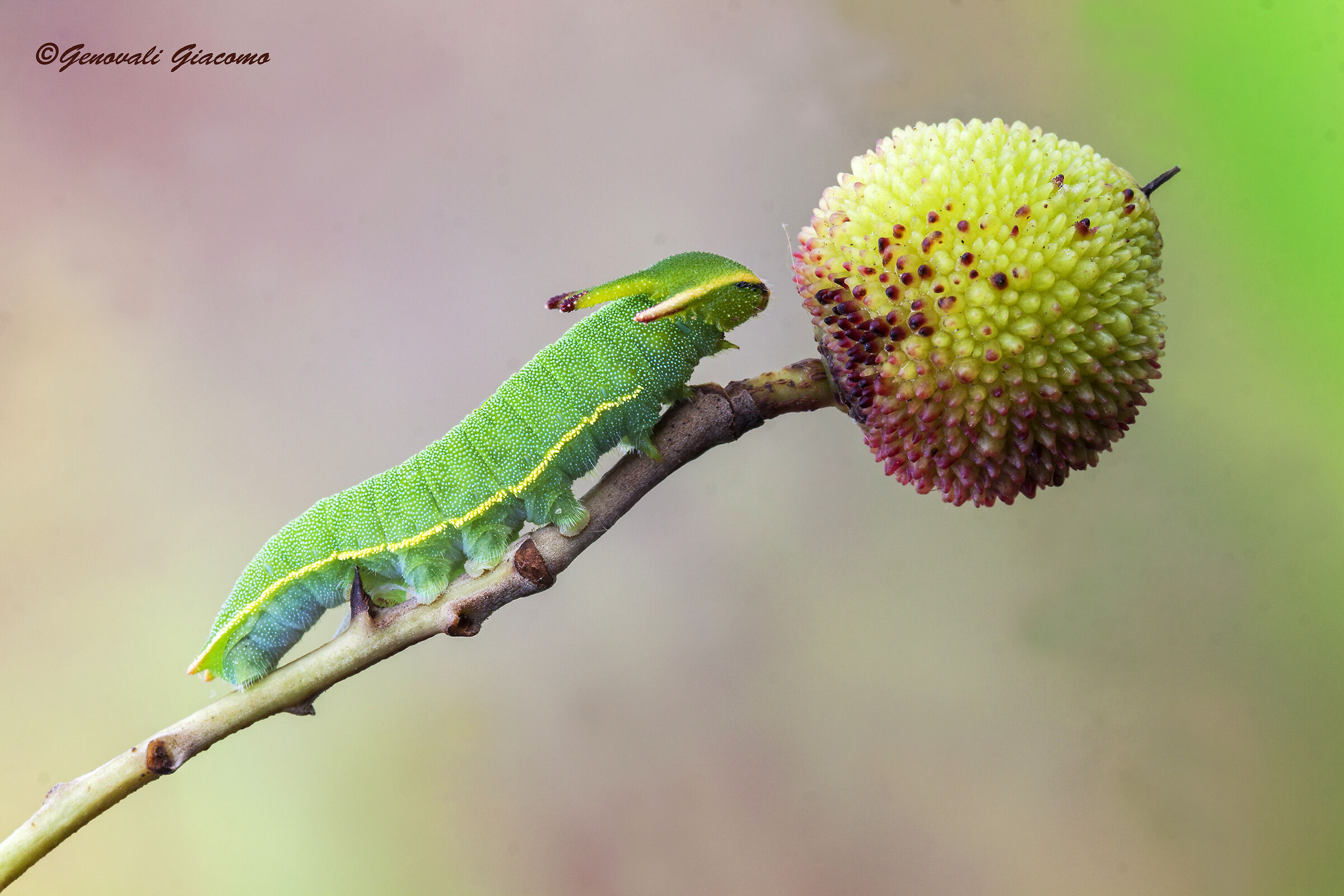 bruco del corbezzolo