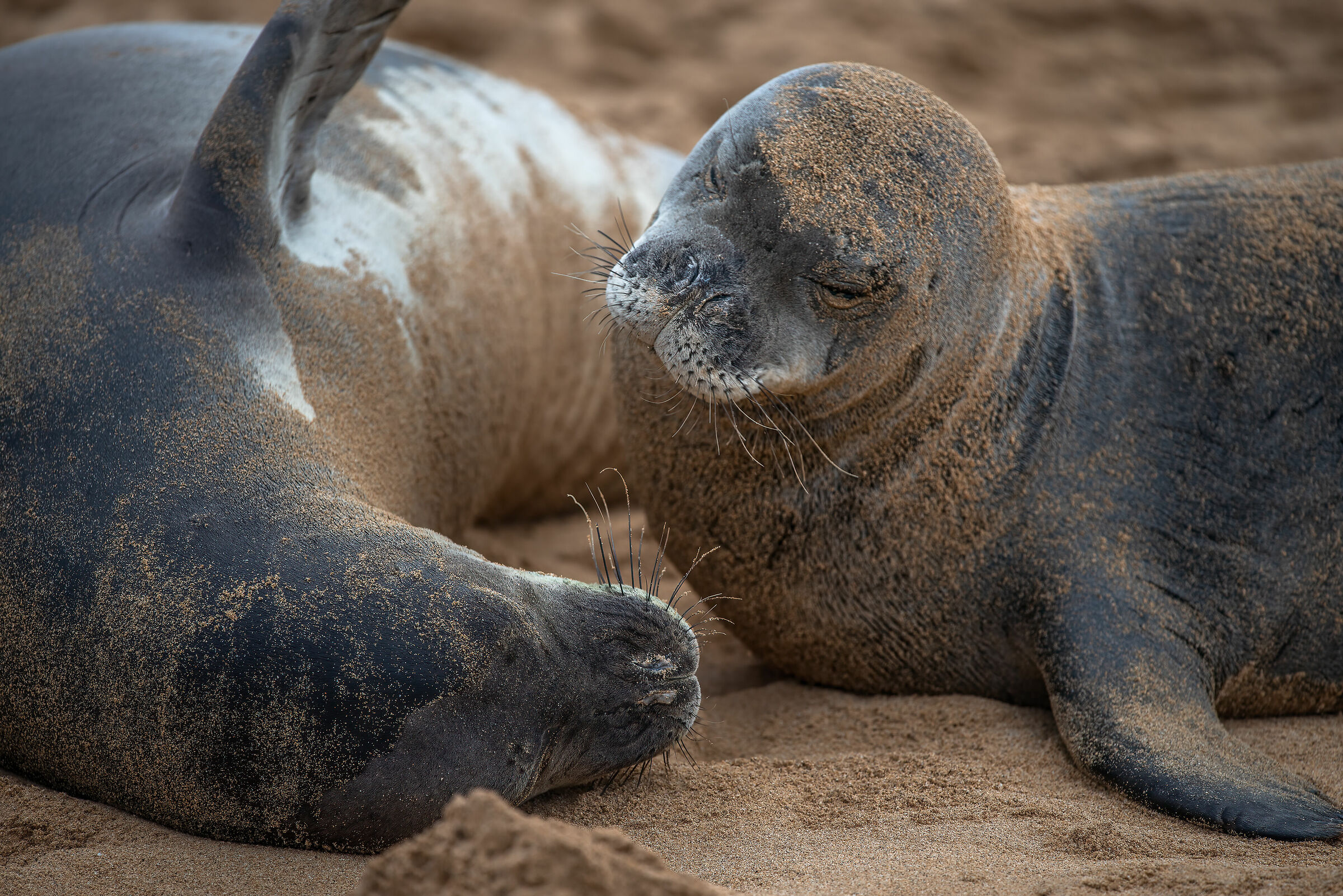 Hawaiian Monk Seals 2