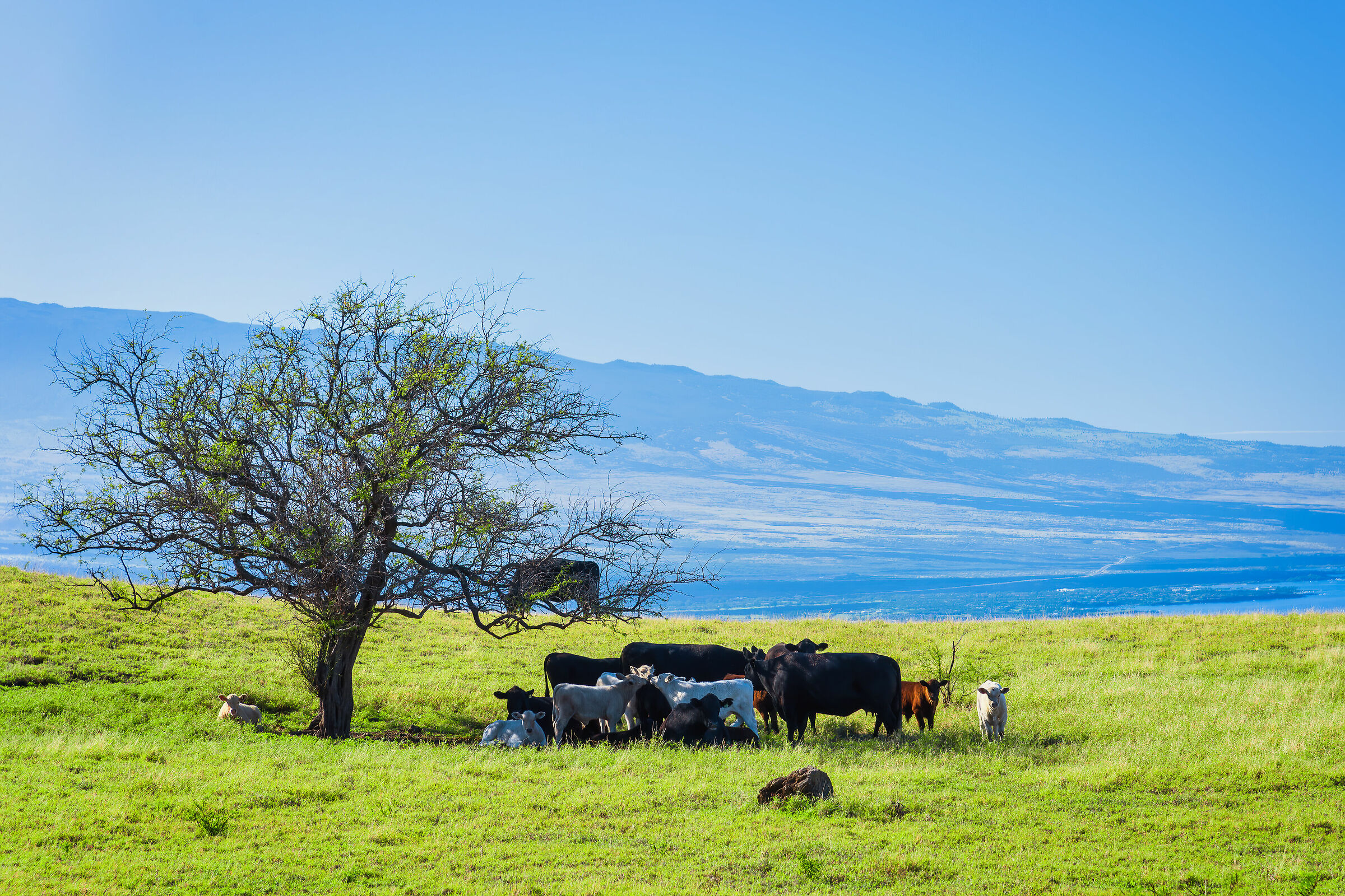 Pascoli in Kohala Coast