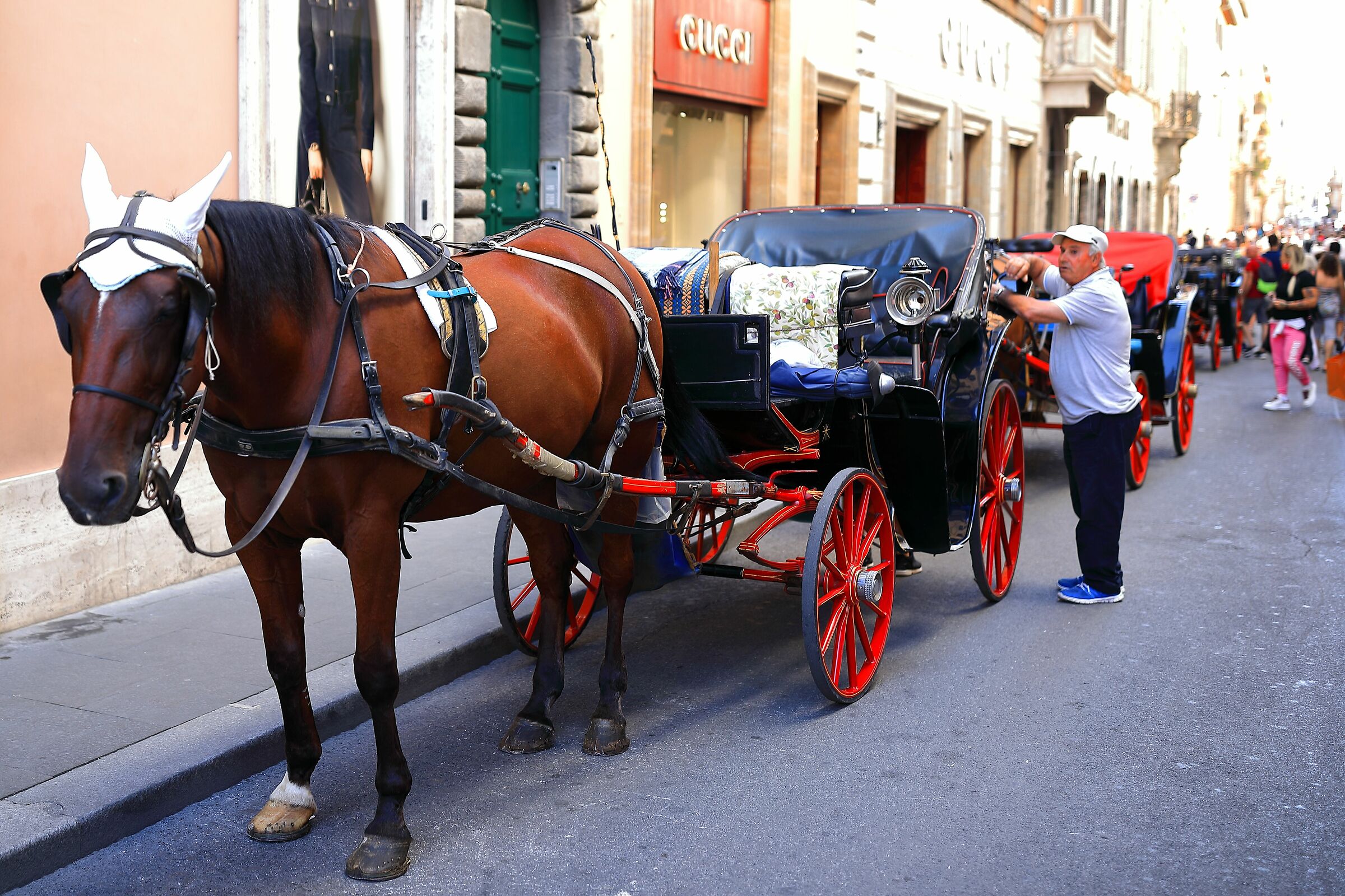 Botticelle all'ombra