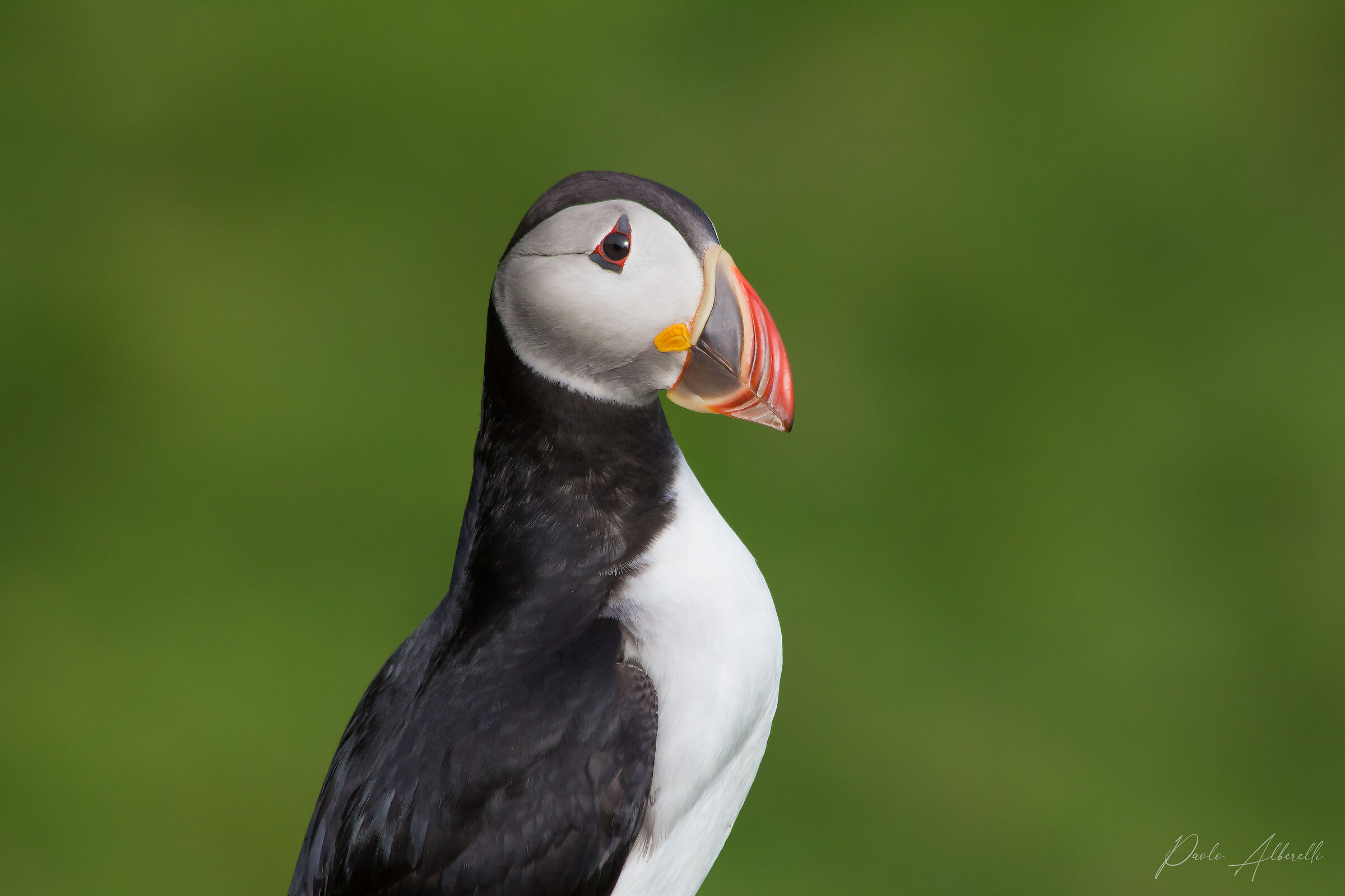 Ritratto di Pulcinella