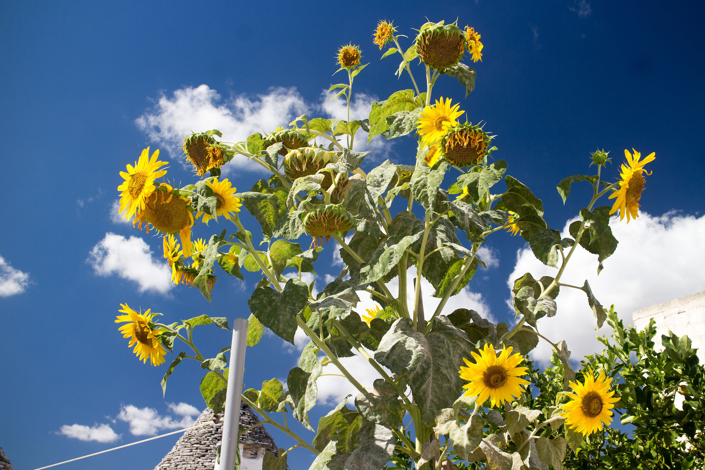 Sunflower in Alberobello