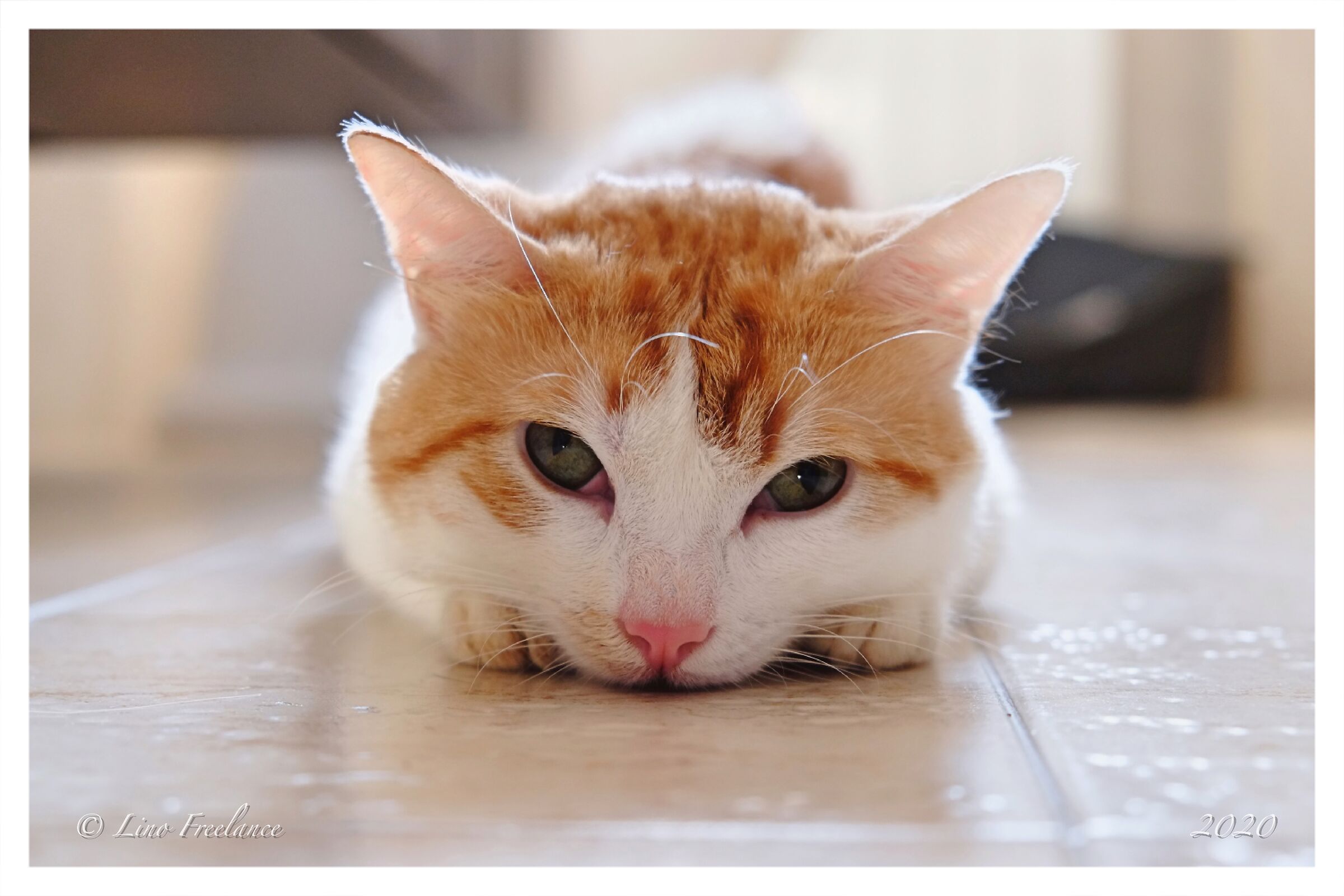 Più mimetizzato di così non riesco...