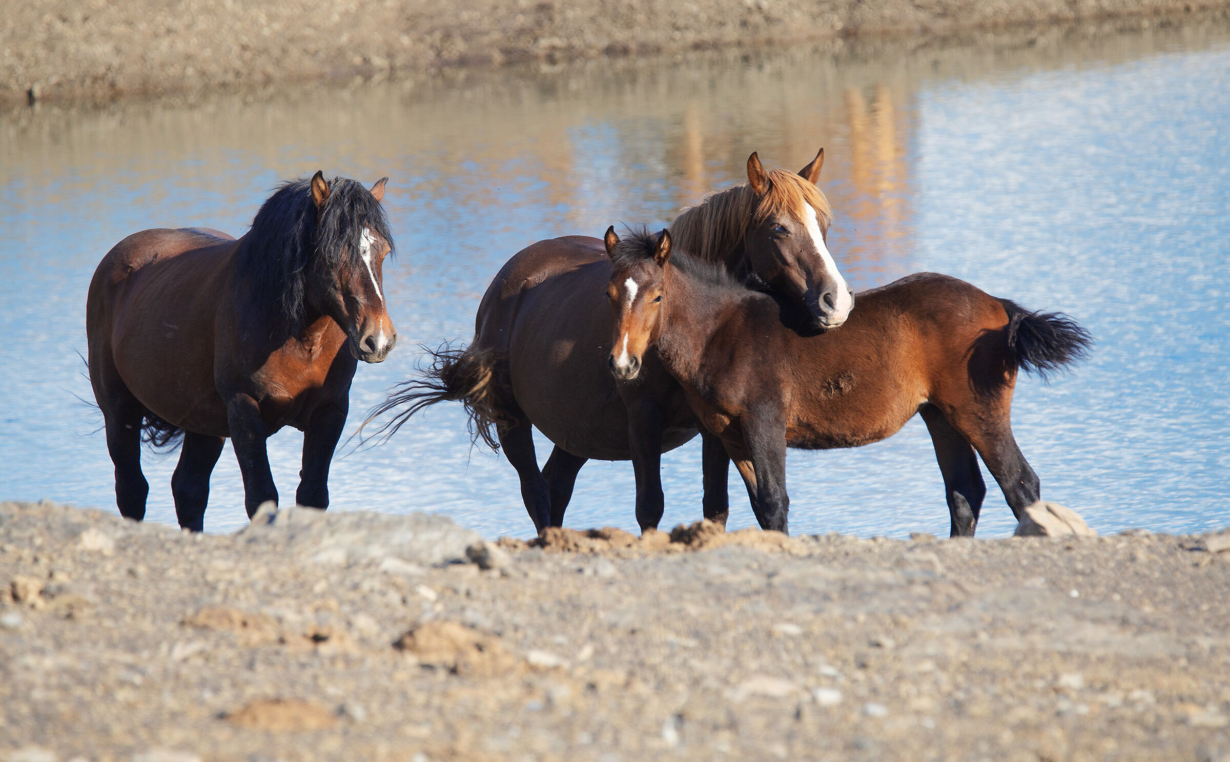 I cavalli selvaggi dell'Aveto