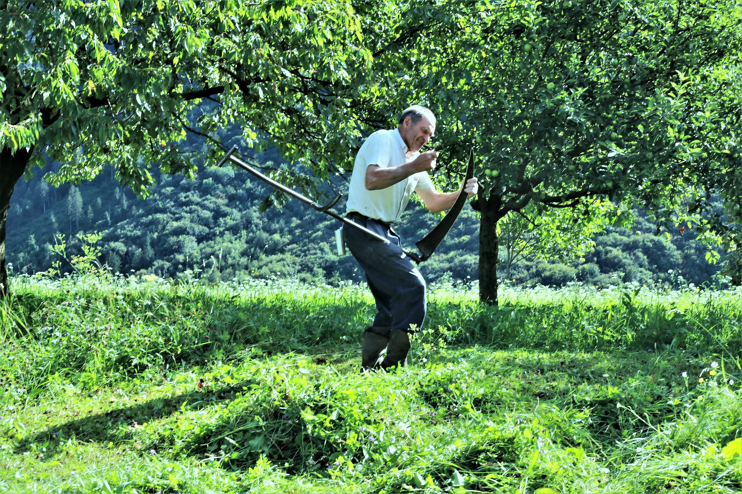 " Tra uno sfalcio e l'altro"