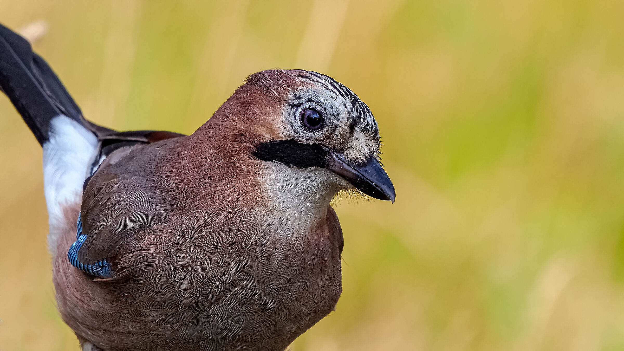 Ghiandaia quanto schiva quanto furba.