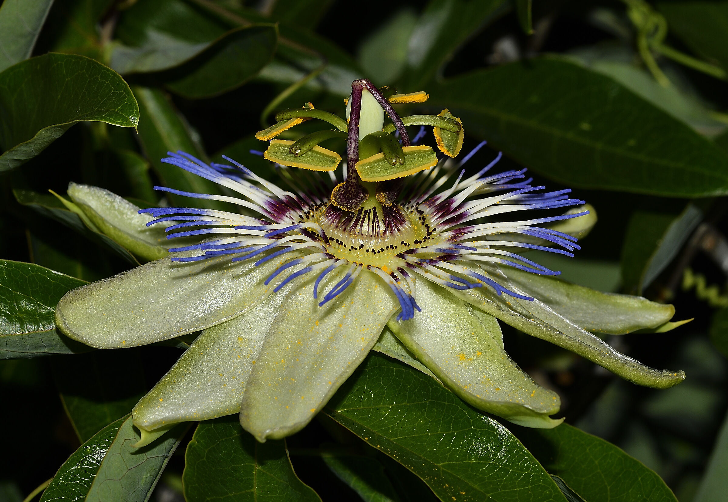 Passiflora caerulea L.