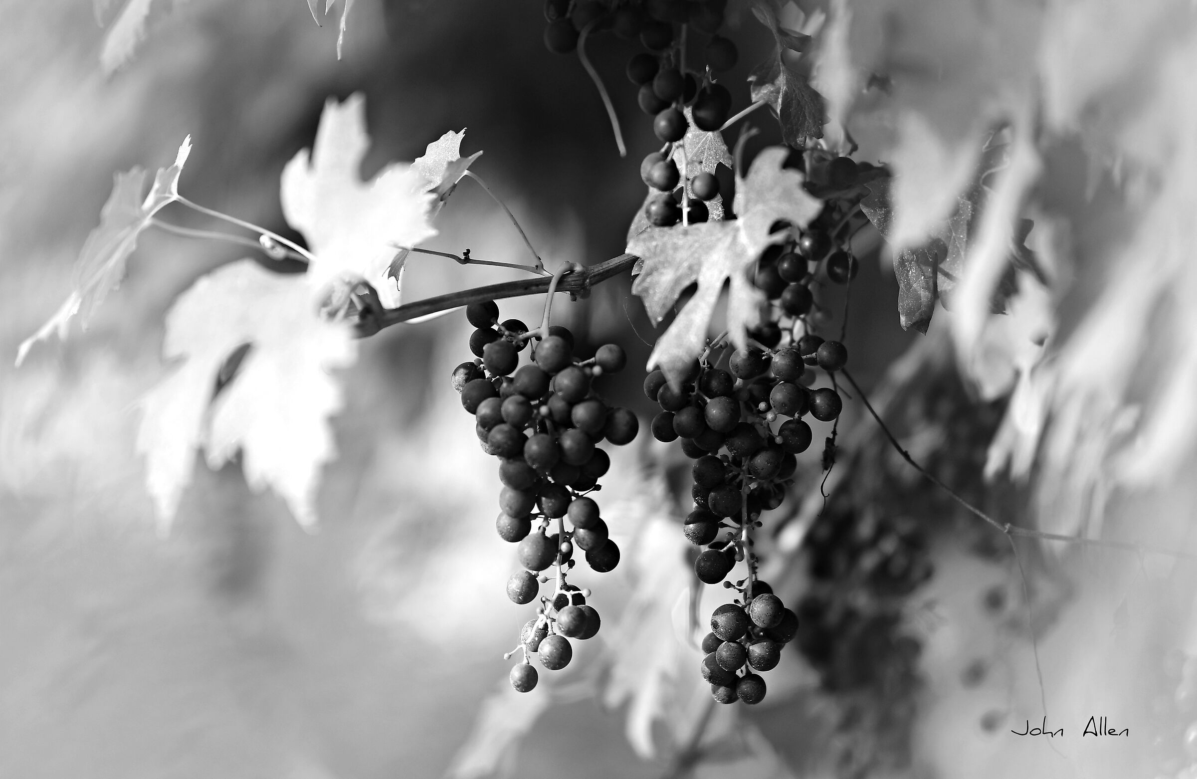 Grapes