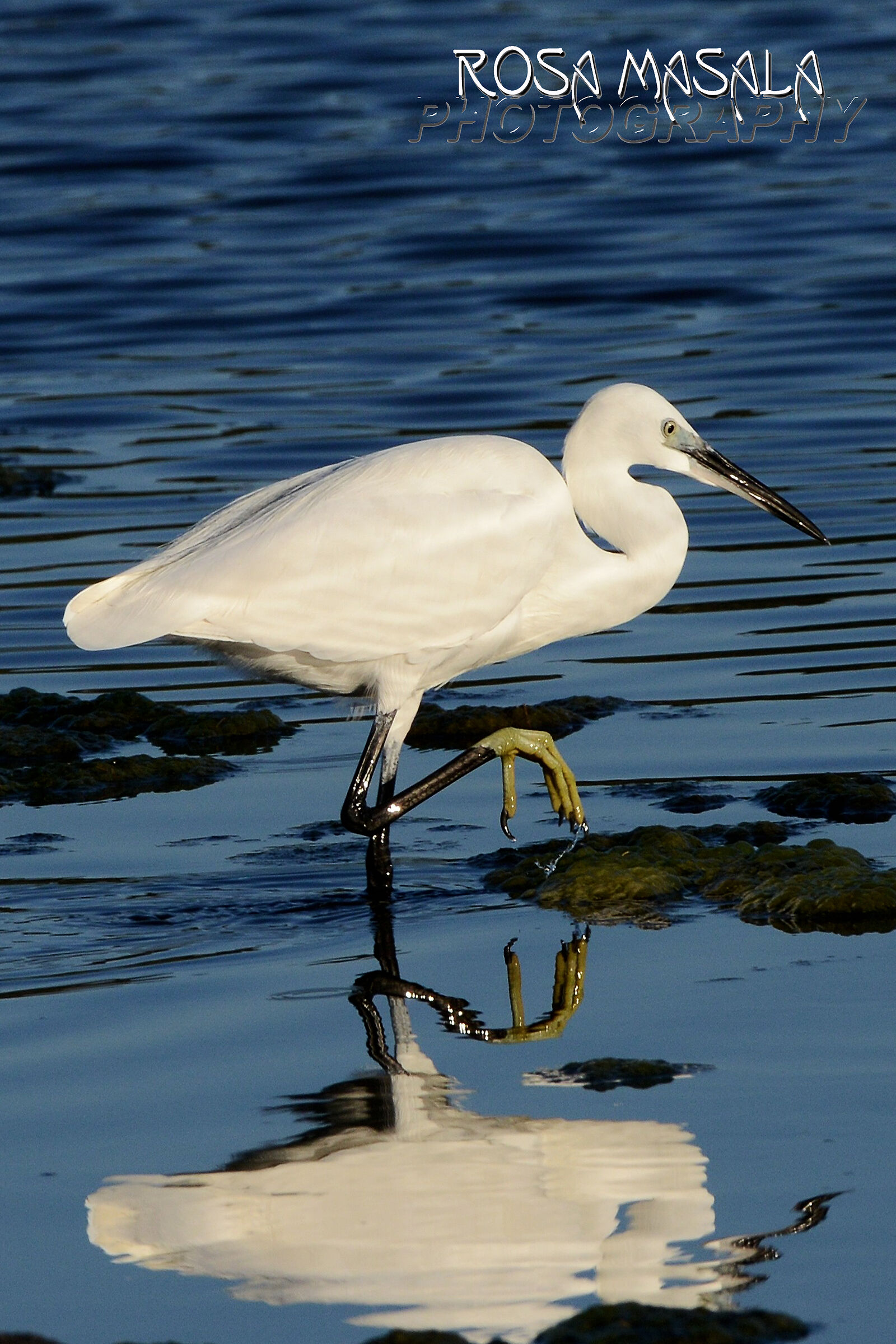 OASI...ISOLA...Sardegna