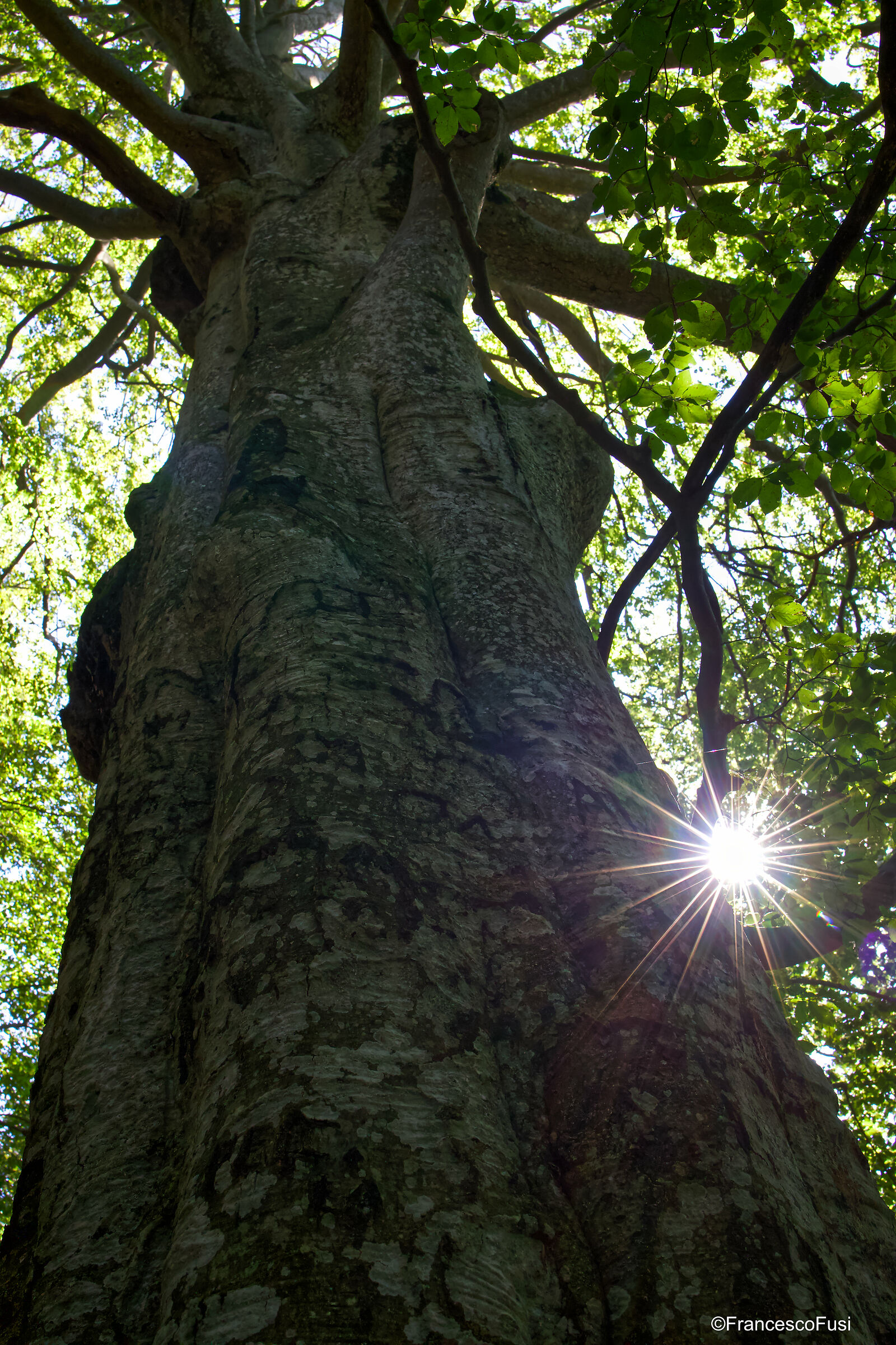 Foo di parol (Faggio delle parole)