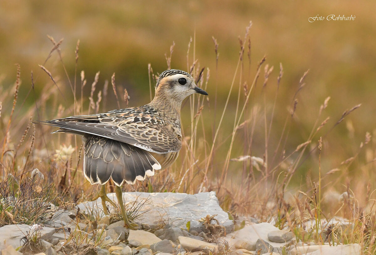 Piviere tortolino...