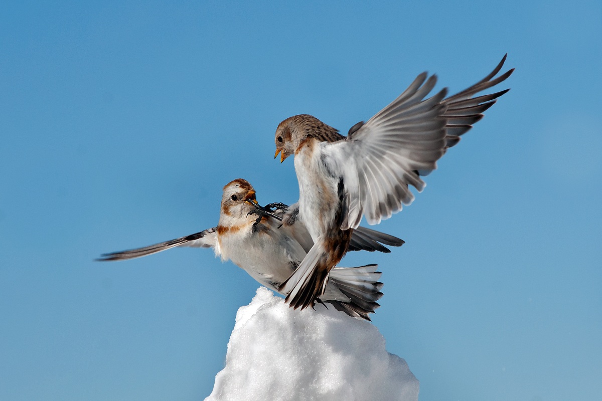 snow buntings