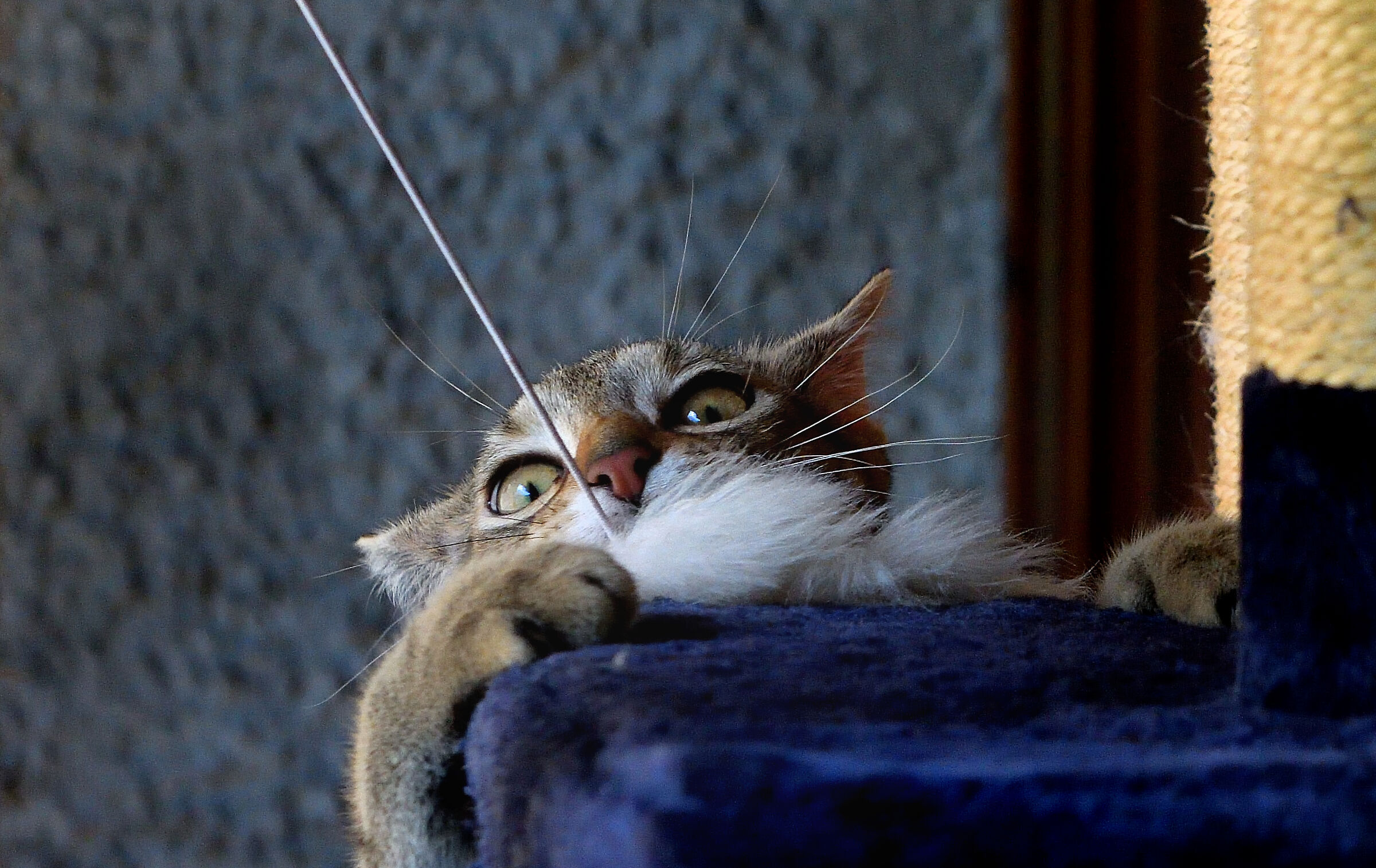 Gli occhi del predatore