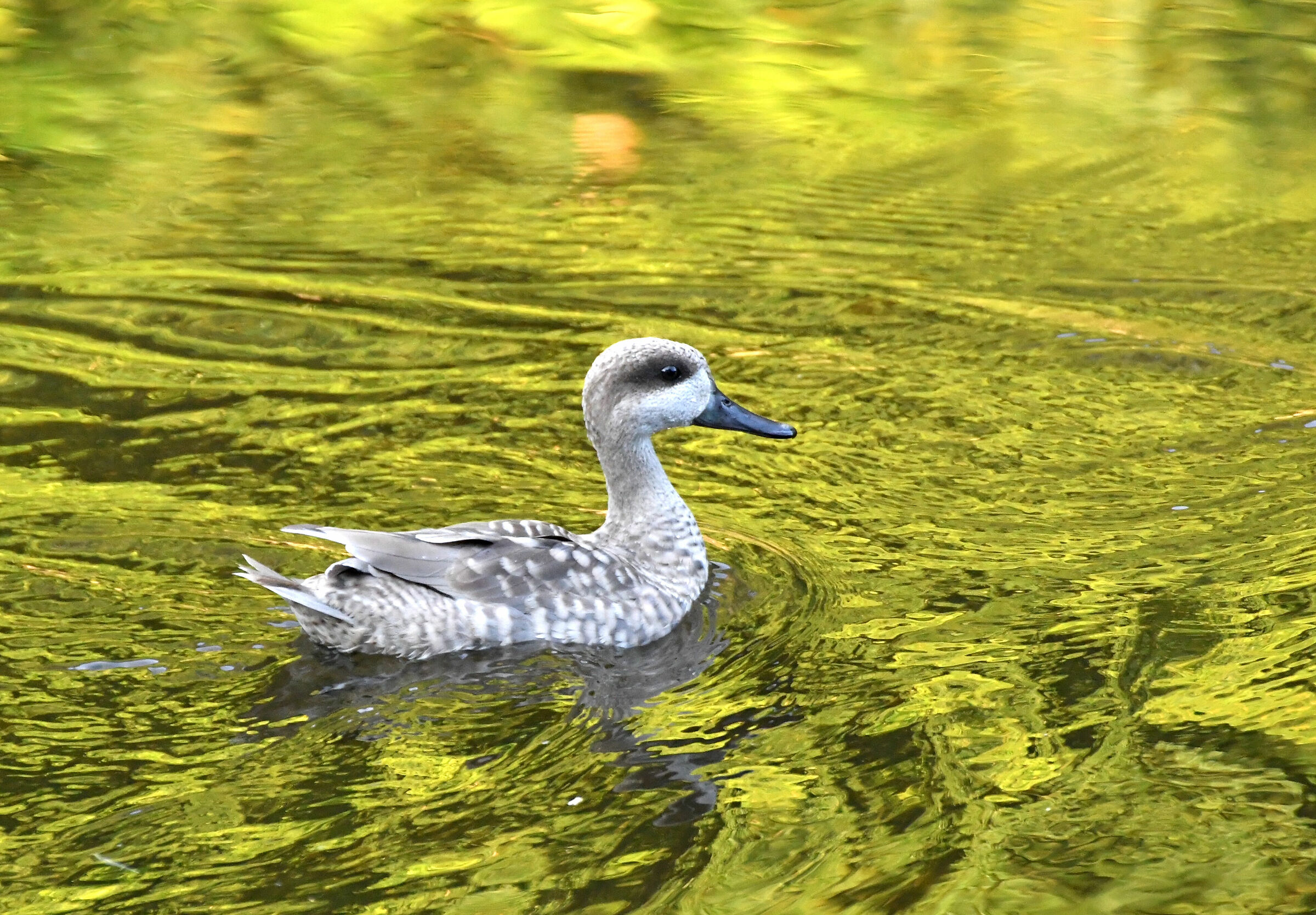 Quando si dice "navigare nell'oro"...
