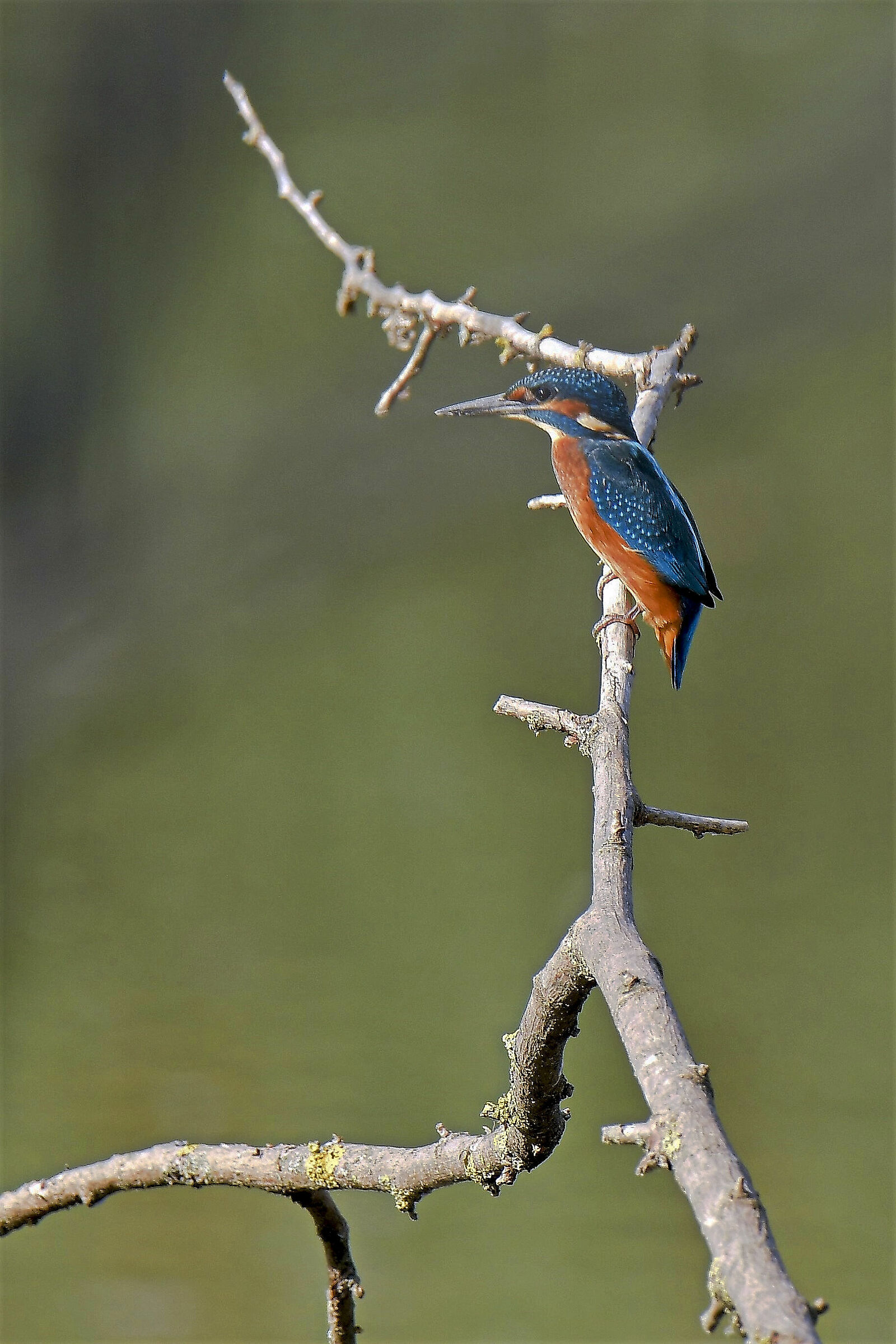 kingfisher m.