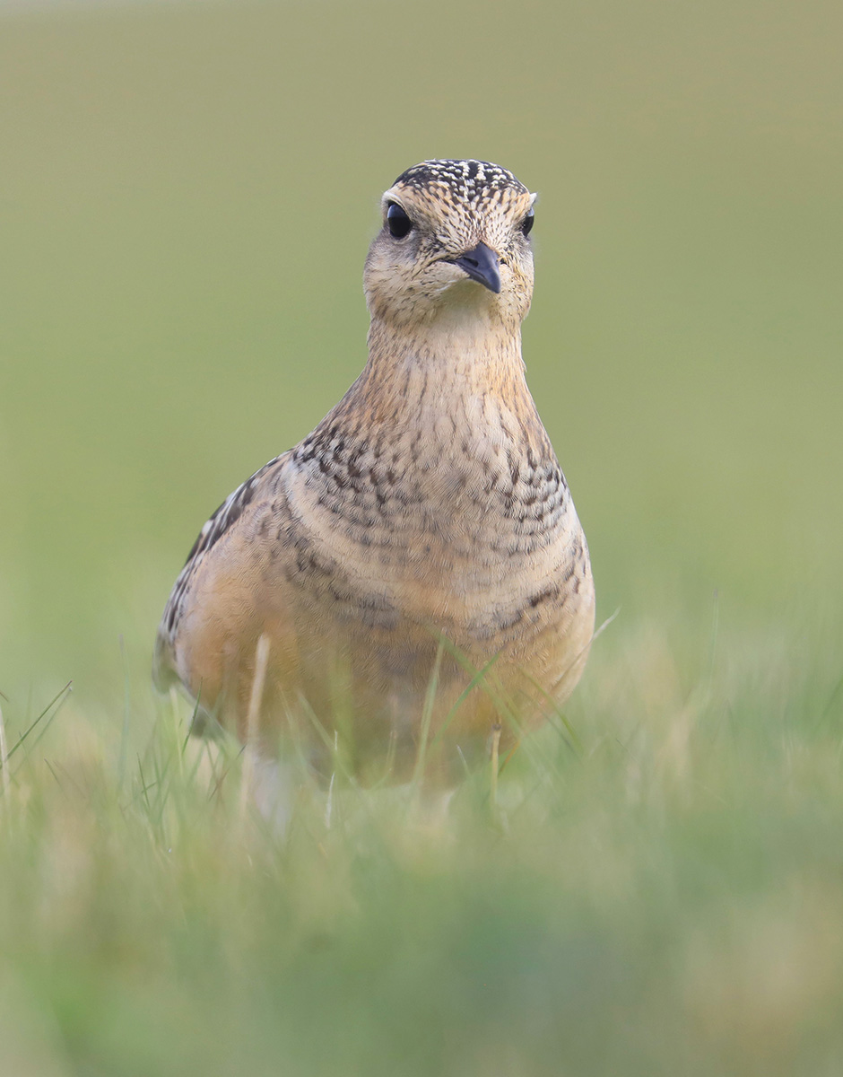 picker dove in green 2