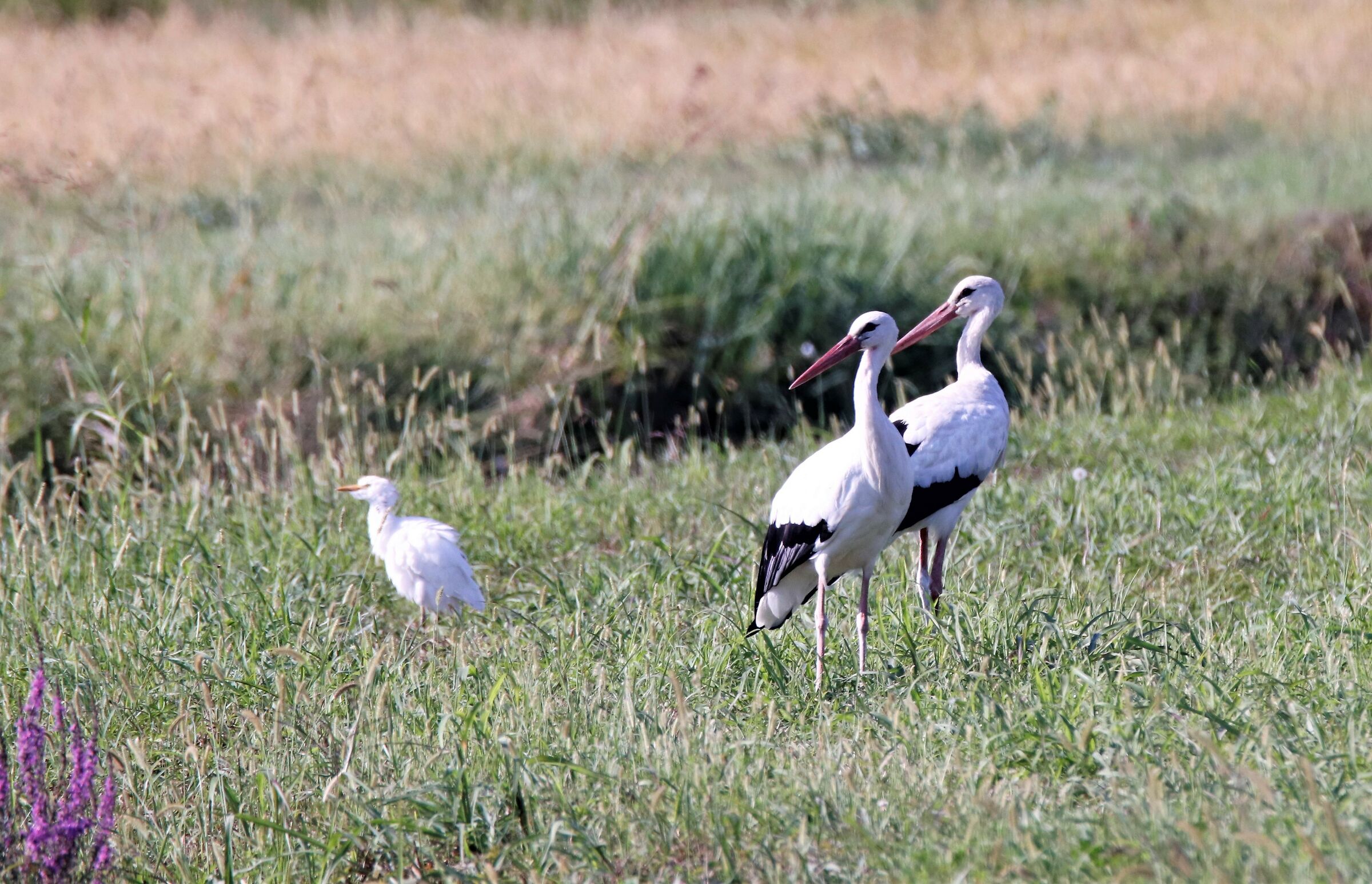Storks