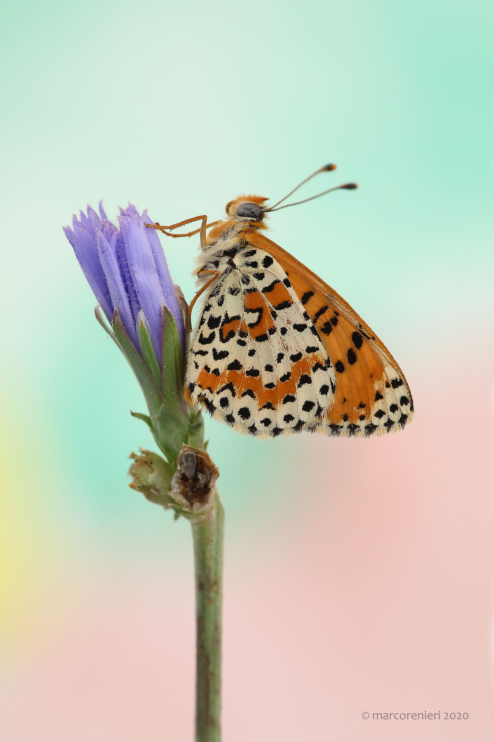 Didyma Melitaea