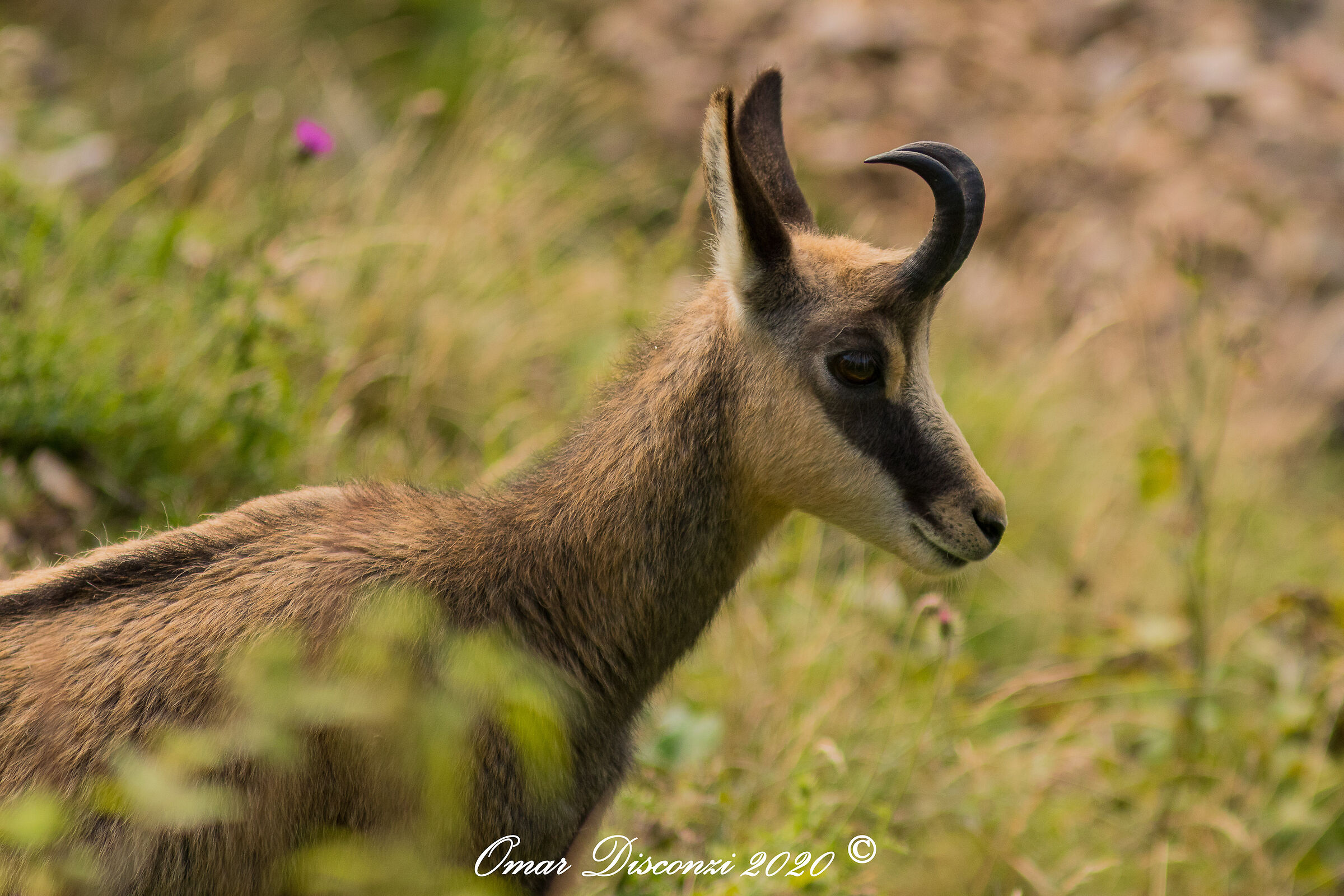Cucciolo di Rupicapra