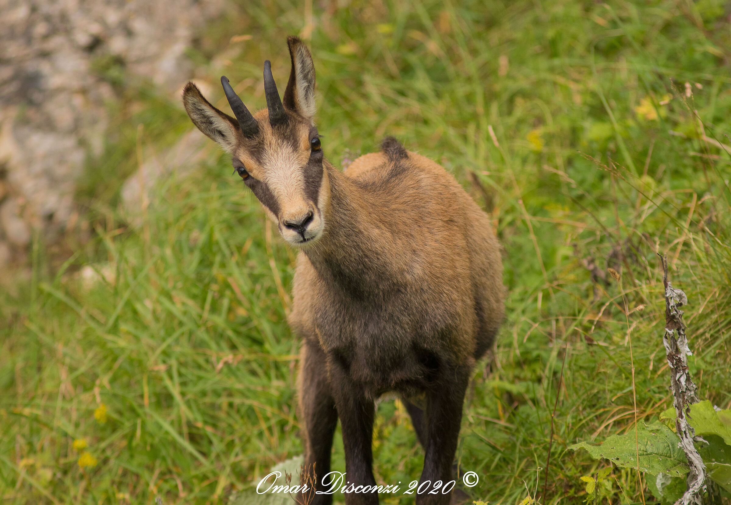 Cucciolo di Rupicapra