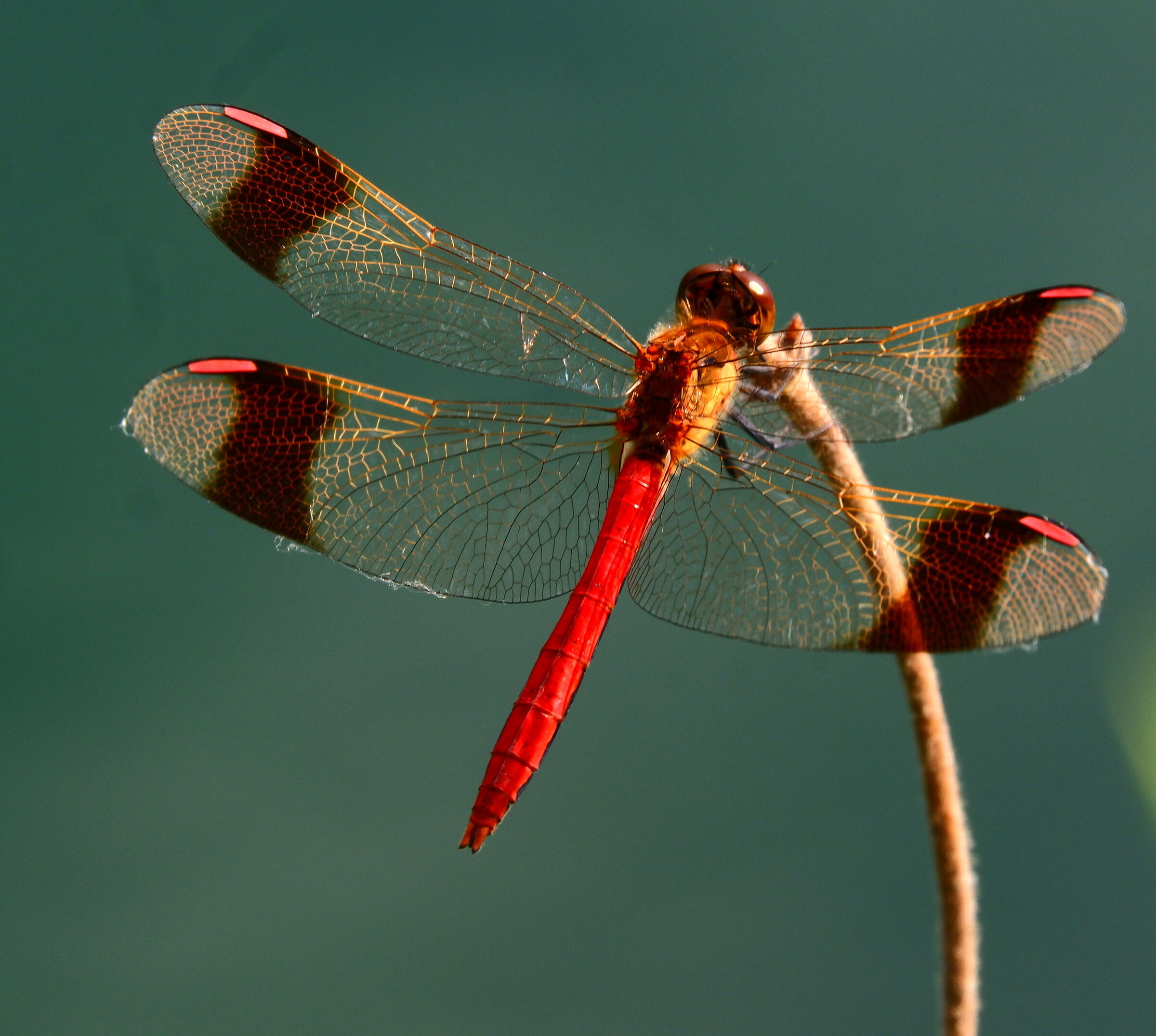 Crocothemis erythraea1