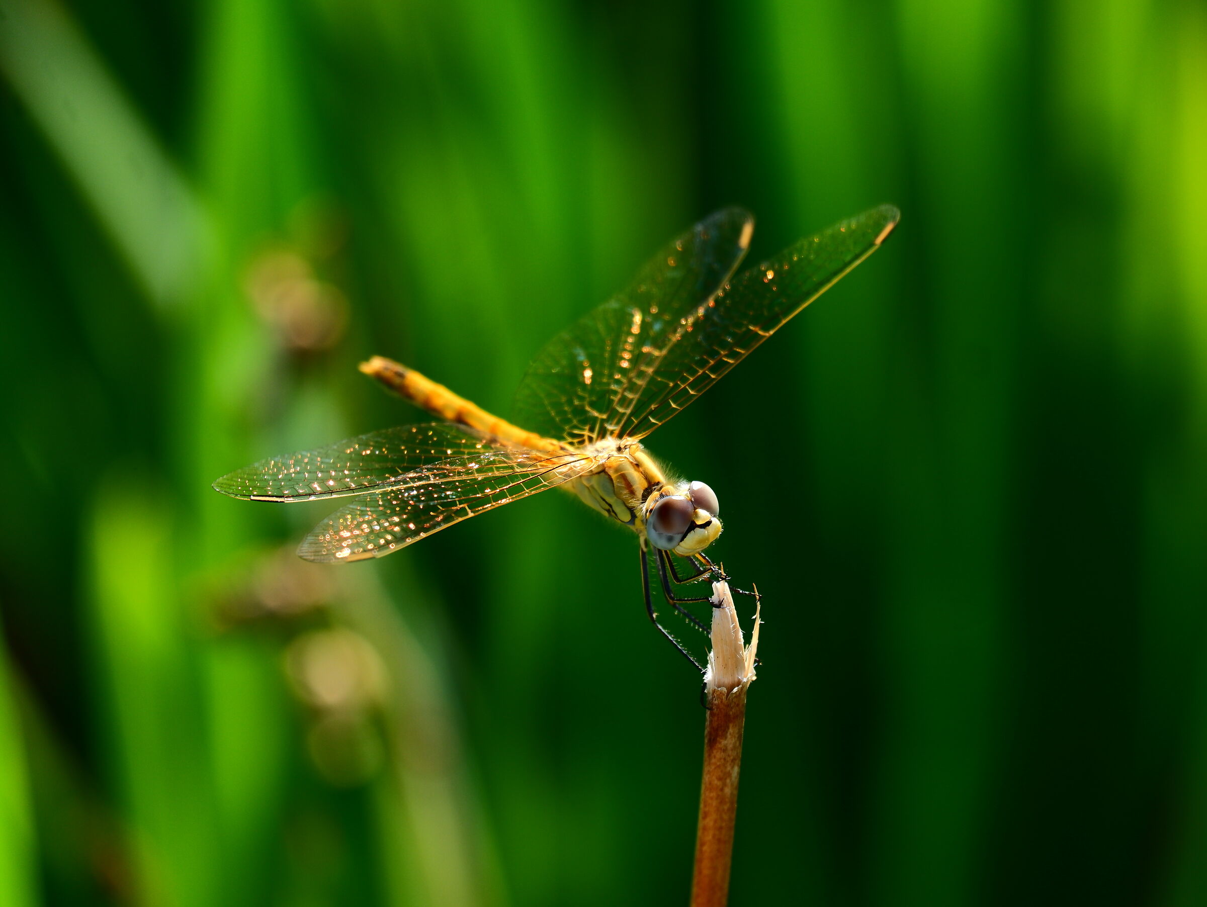 Sympetrum fonscolombii