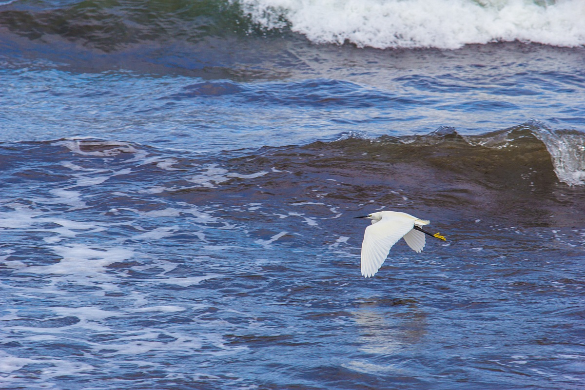 Chroicocephalus ridibundus (Black-headed Gull)
