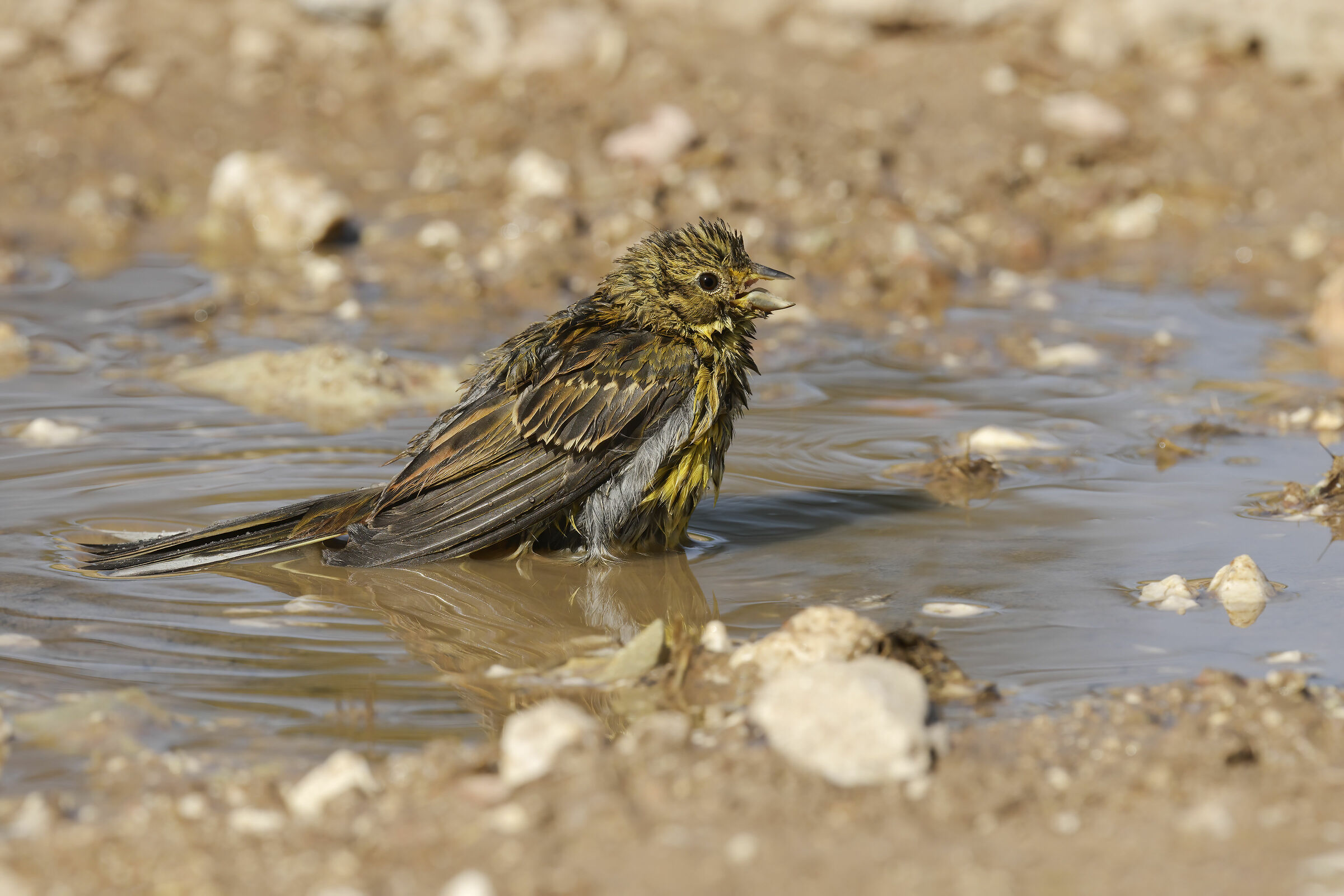 Zigolo nero (Emberiza cirlus)