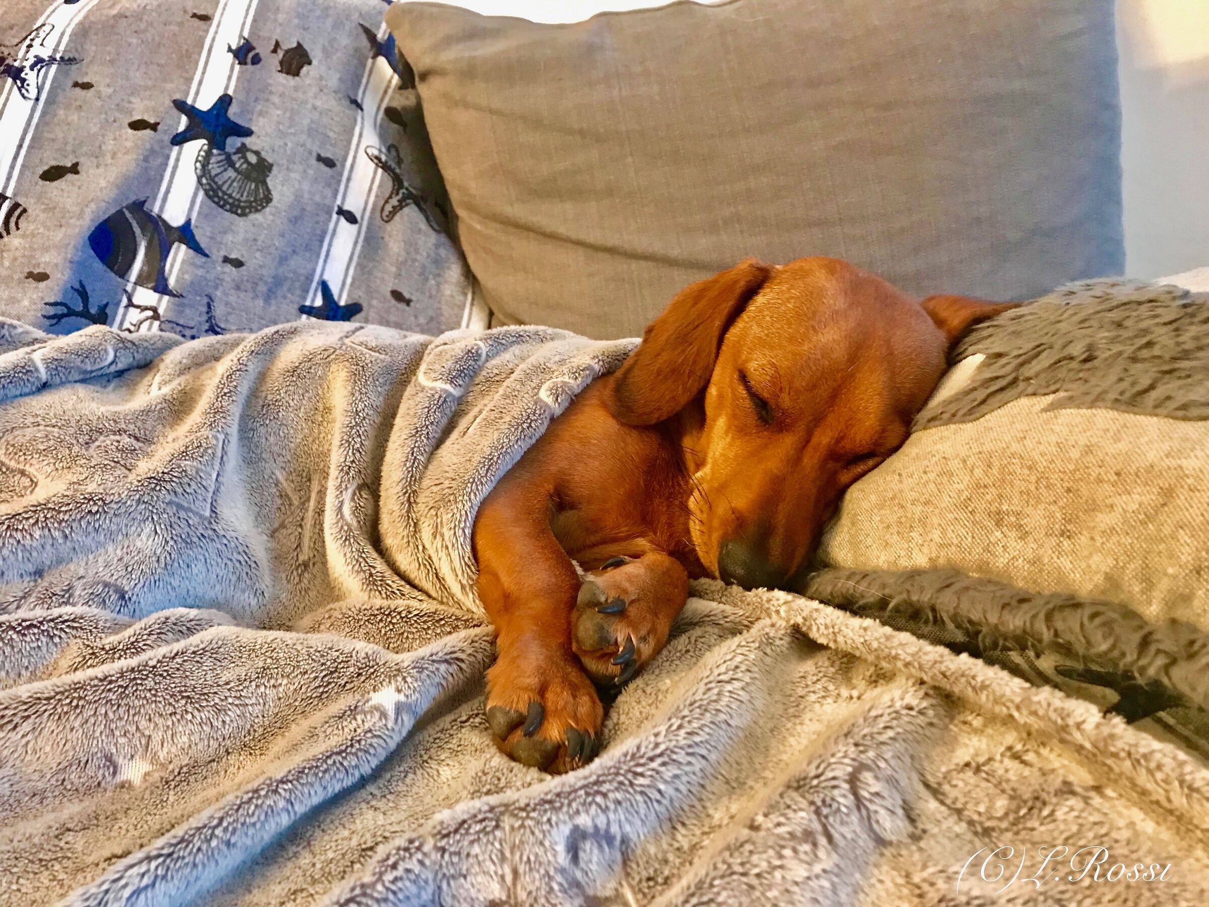 BERTILLA always in my heart