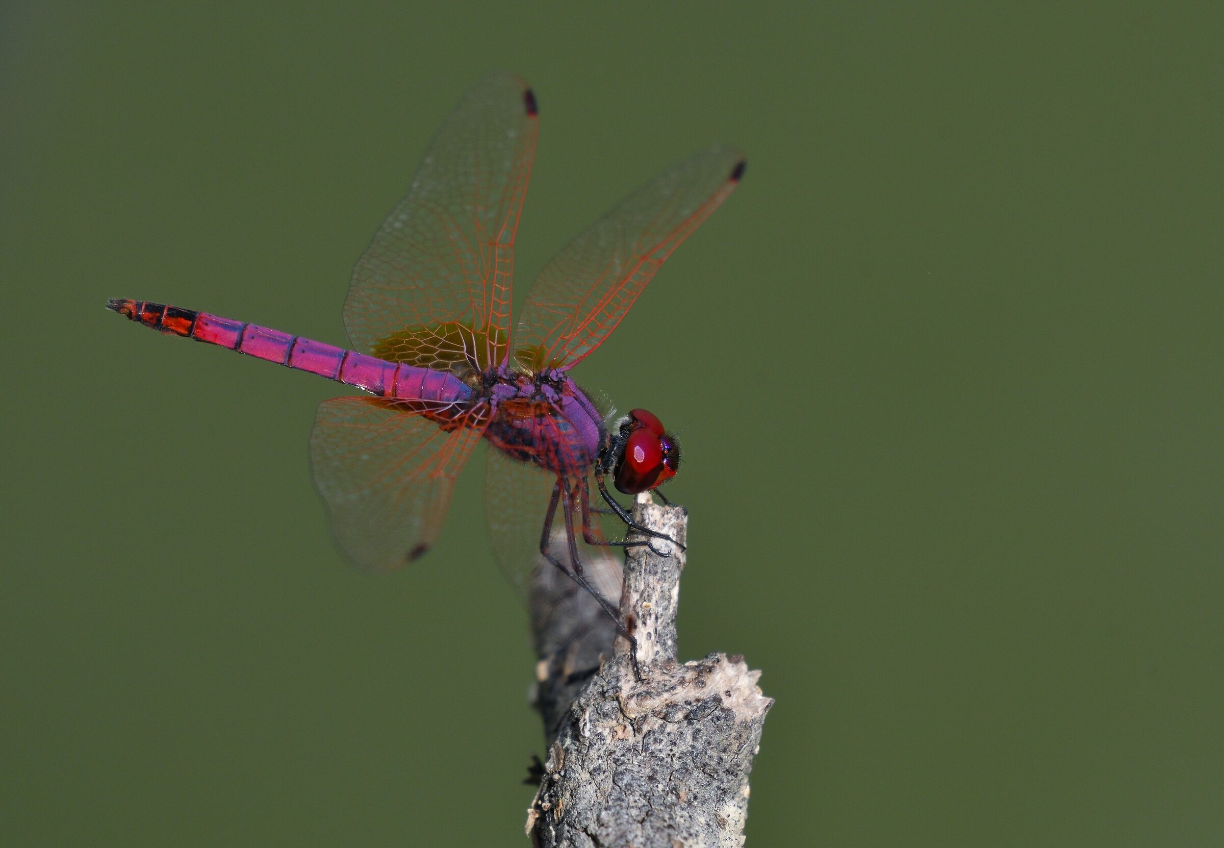trithemis annulata