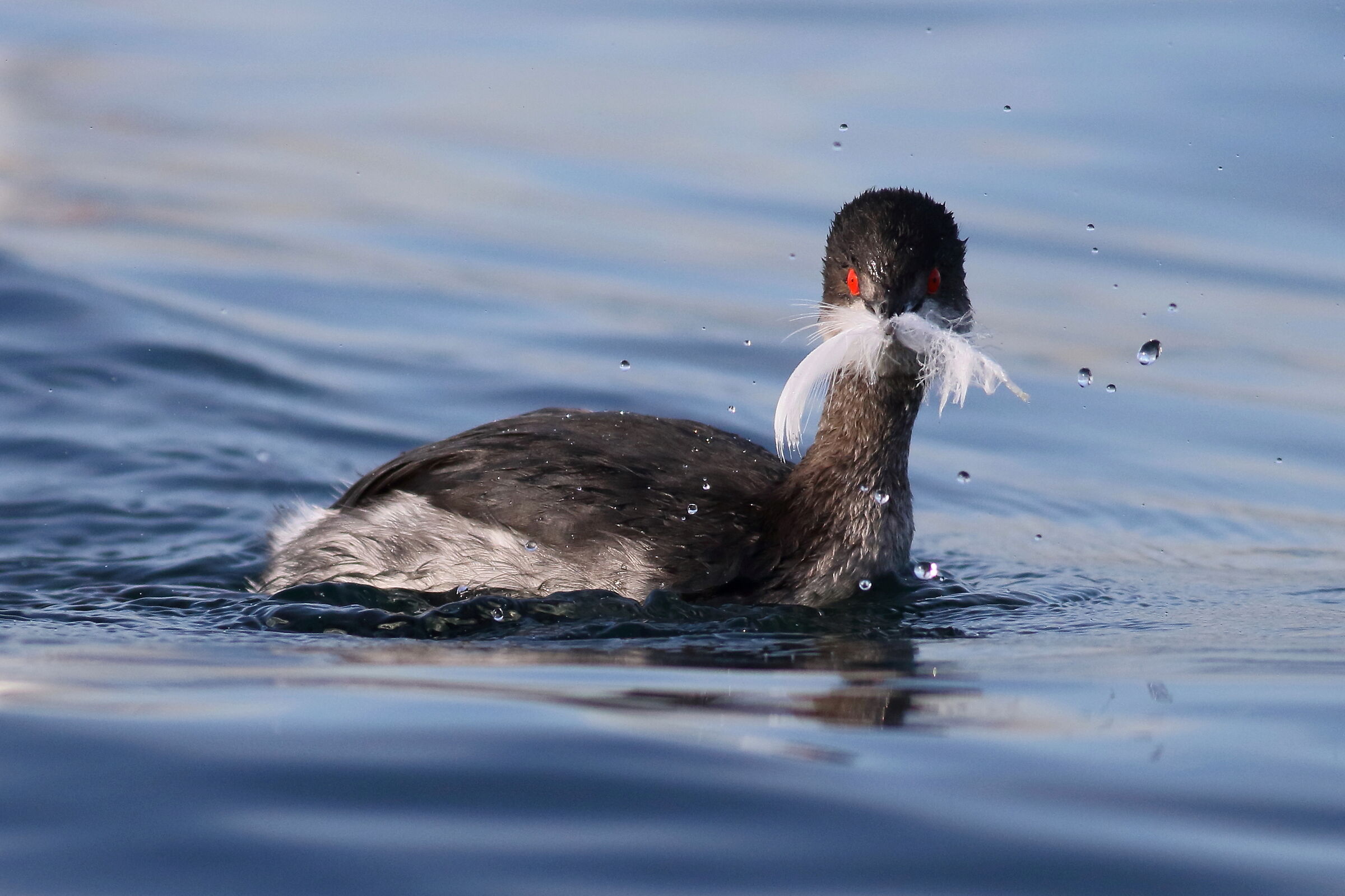Svasso piccolo baffuto