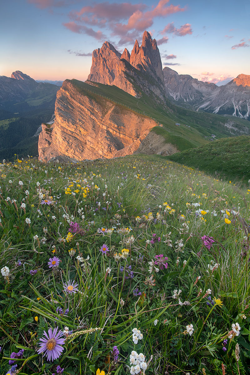 Seceda in fiore