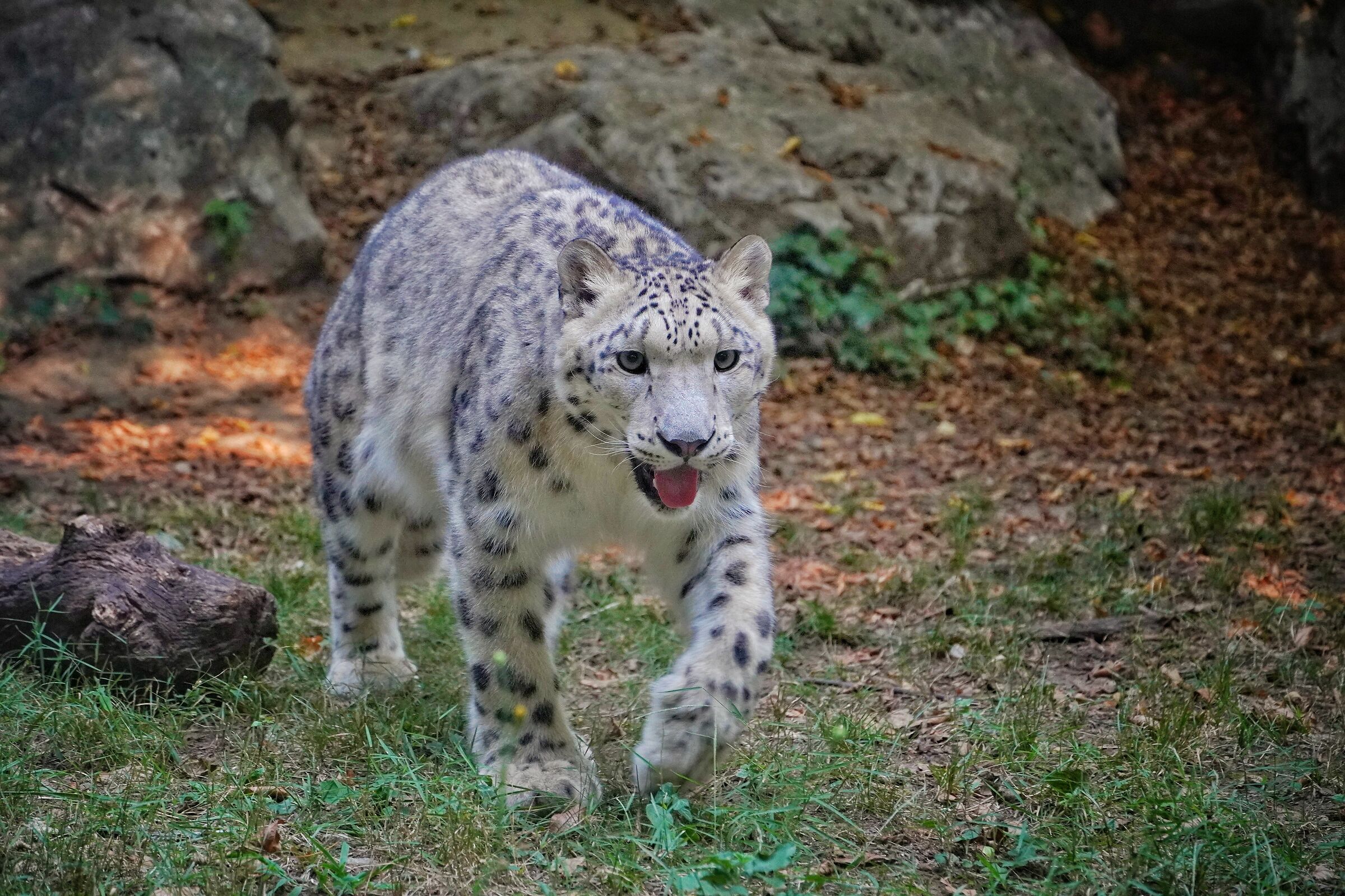 Il Signore delle nevi