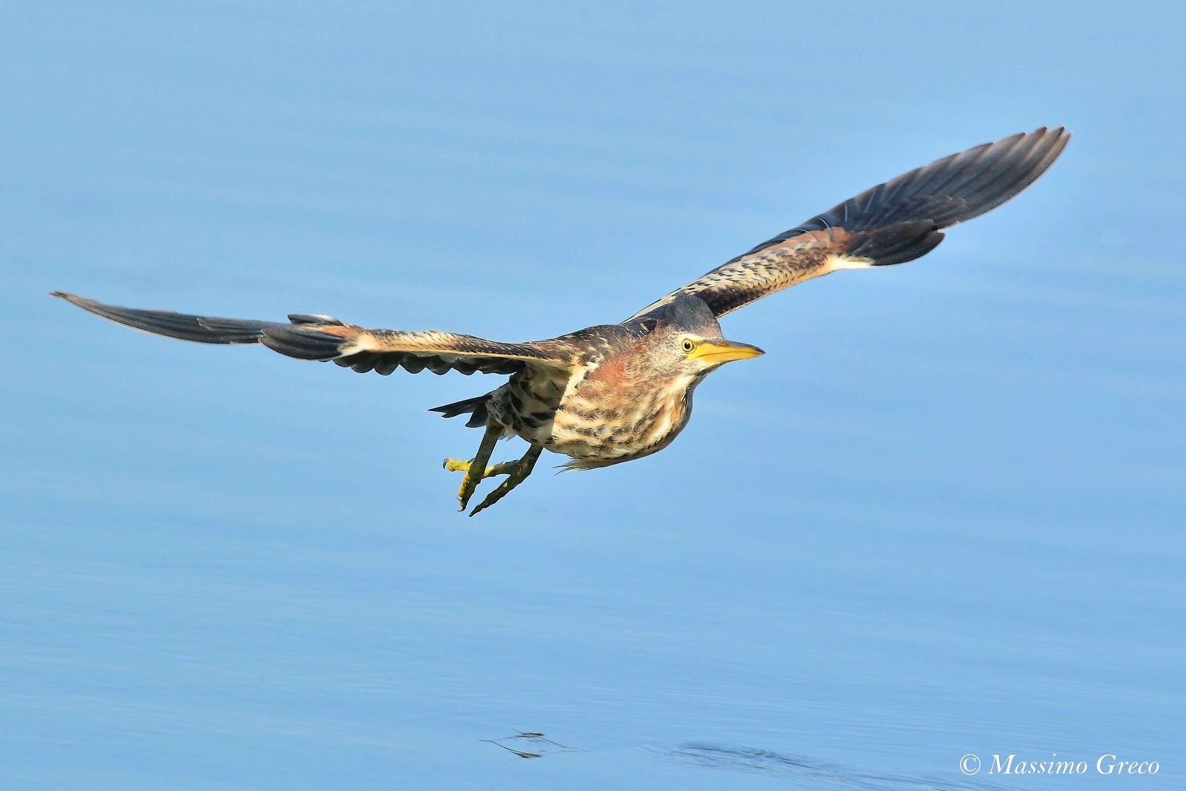 Tarabusino (Ixobrychus minutus)