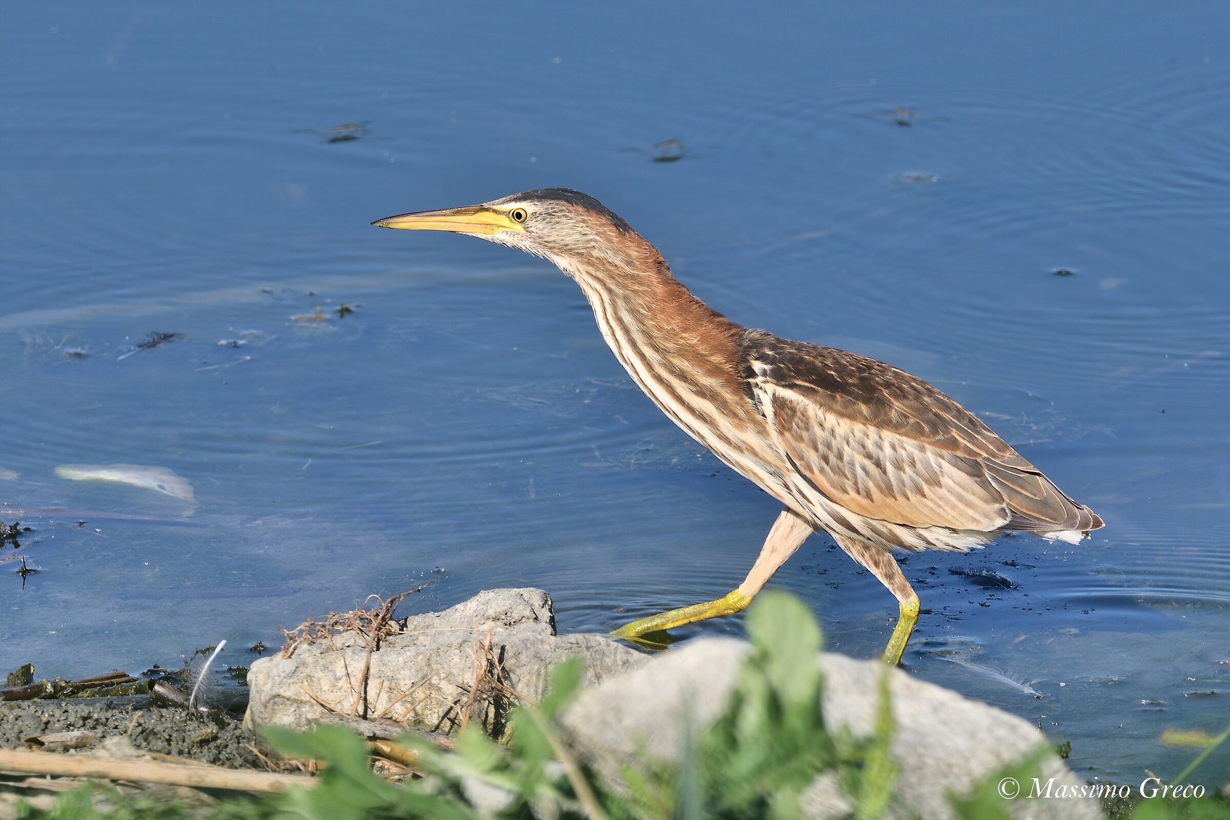 Tarabusino (Ixobrychus minutus)