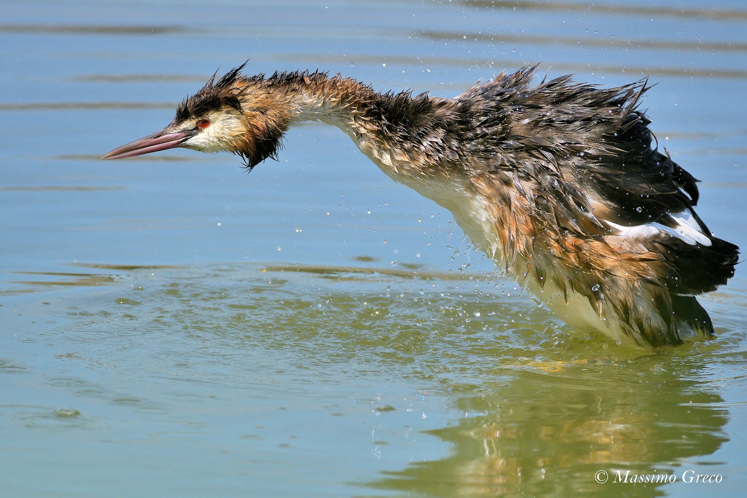 La classica Sgrullatina dello Svasso maggiore