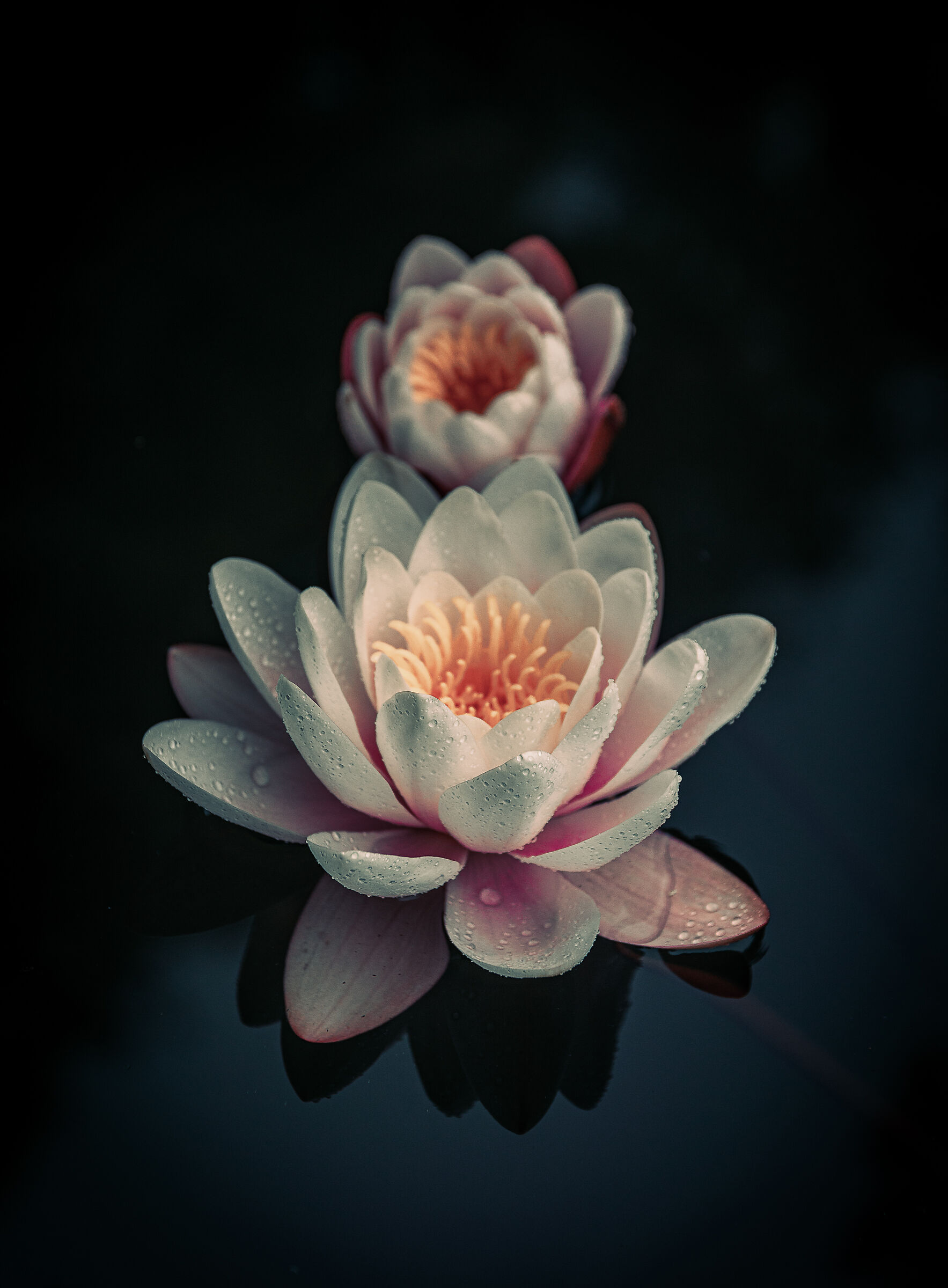 Lotus