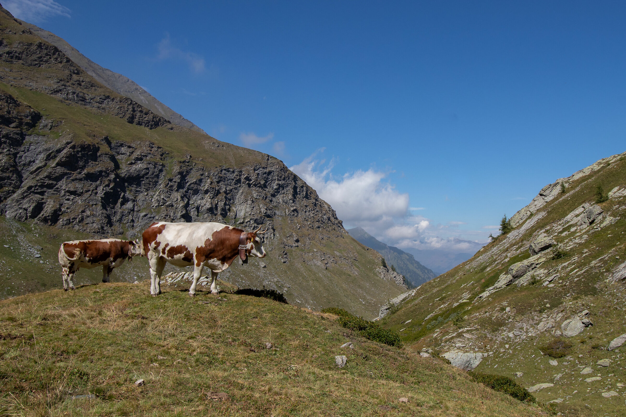 Mucche e prospettiva