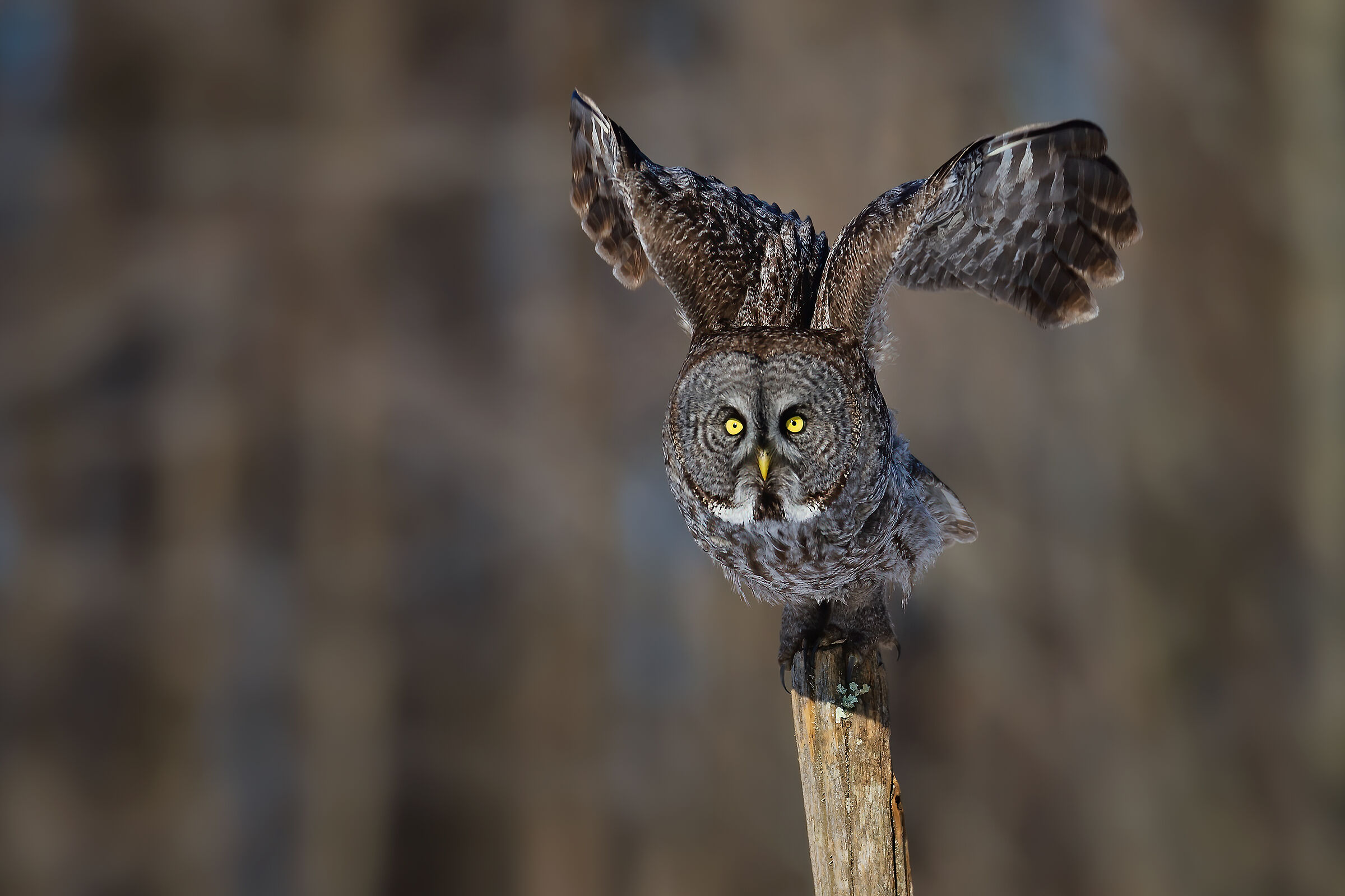 Prepare to "take-off"