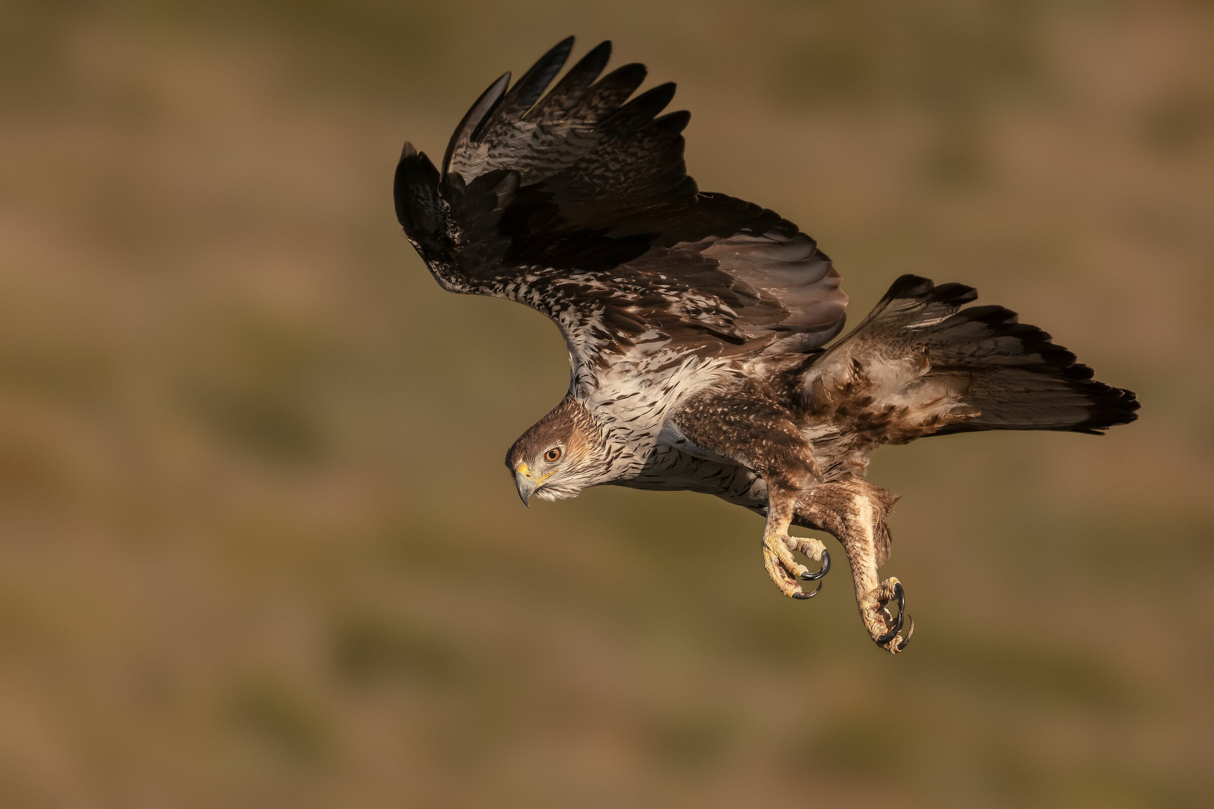 Bonelli femmina in volo
