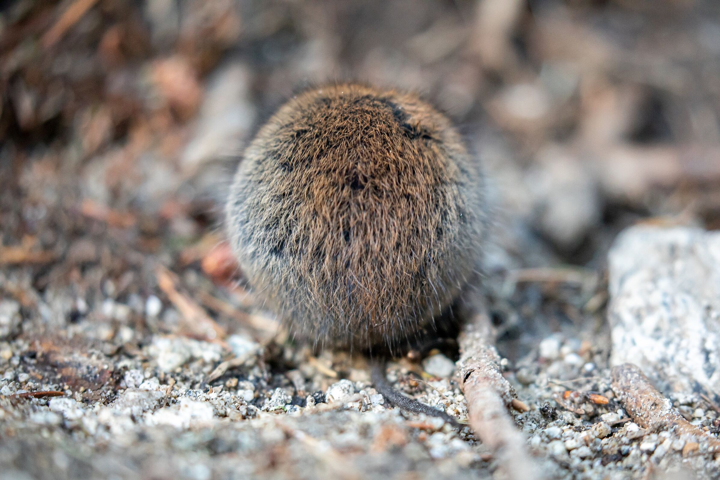 snow voles