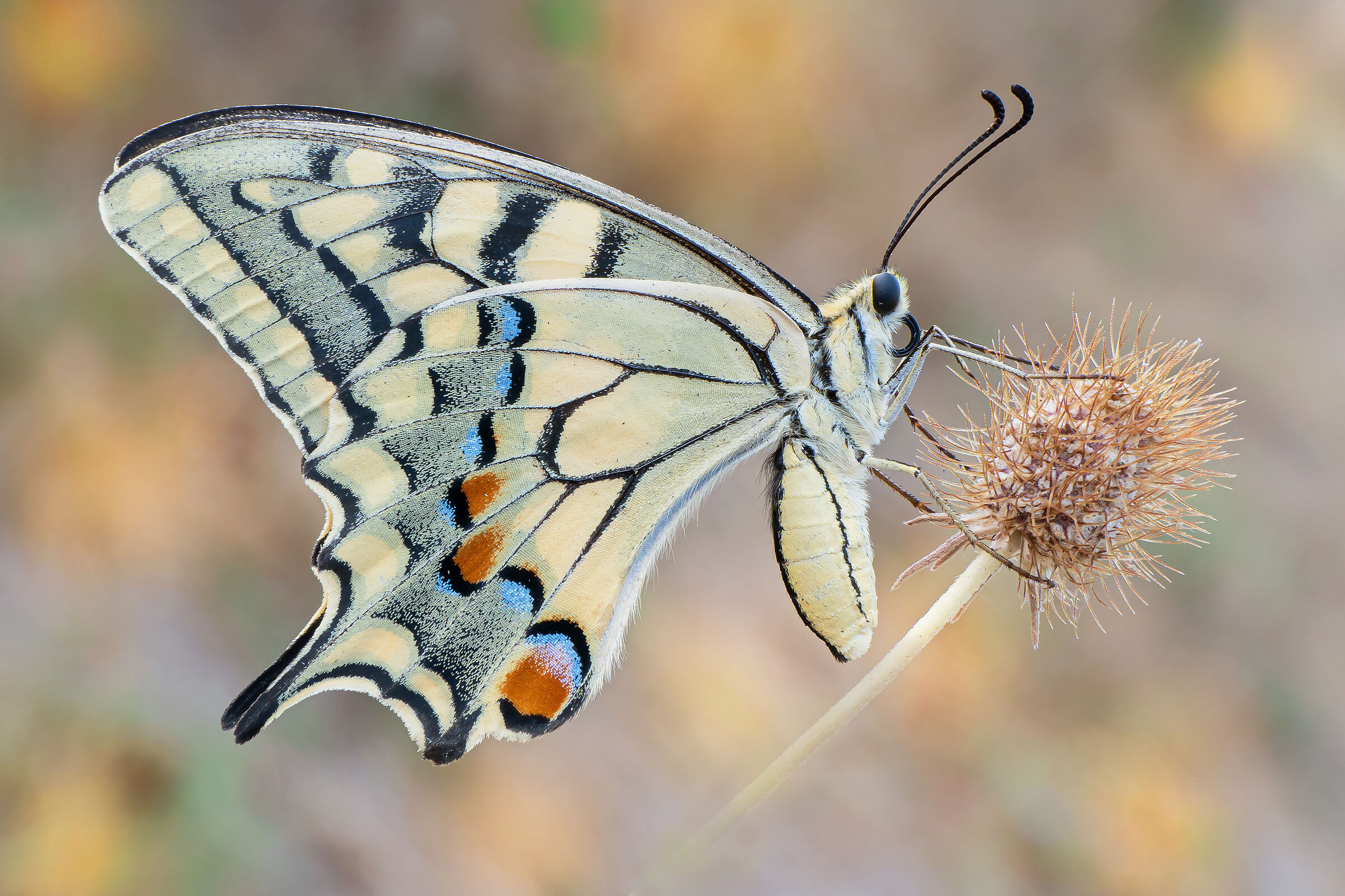 Papilio machaon